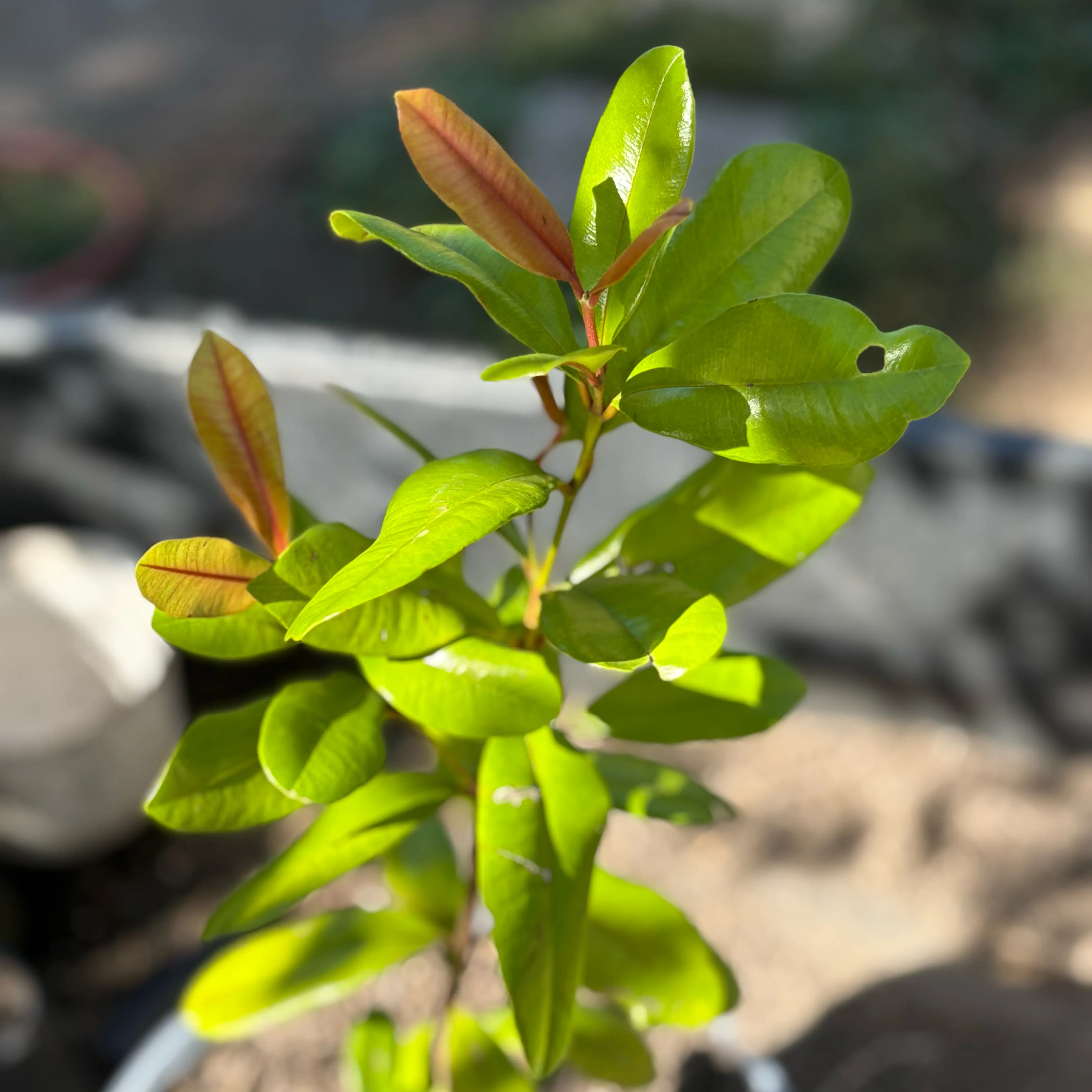 Photo of the plant species Bay Rum Tree by @Idplantthat named Oh Captain, my Captain on Greg, the plant care app