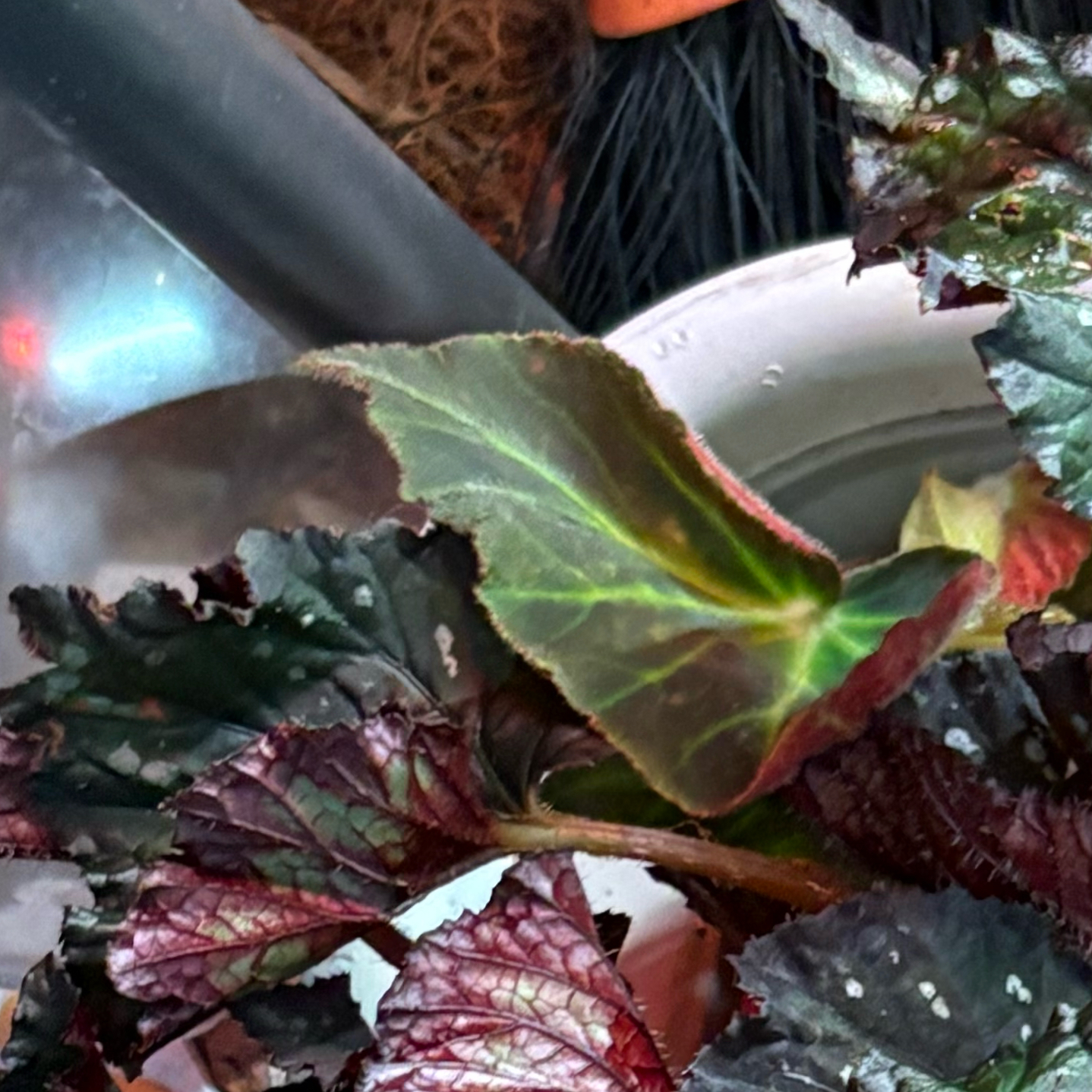 Photo of the plant species Rhizo Begonia by @Idplantthat named Drake on Greg, the plant care app