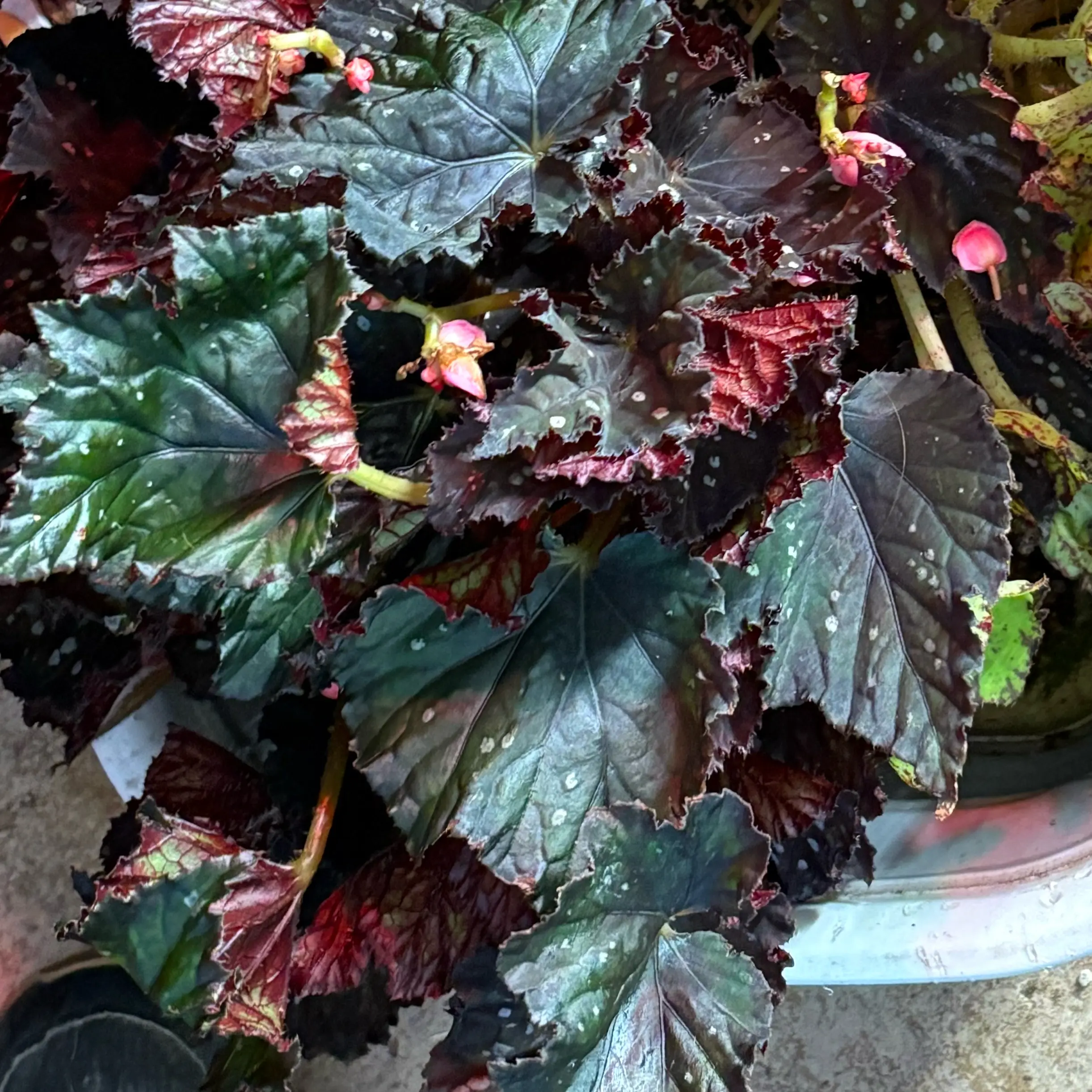 Photo of the plant species Begonia 'Jurassic Rex' by @Idplantthat named Keanu Leaves on Greg, the plant care app