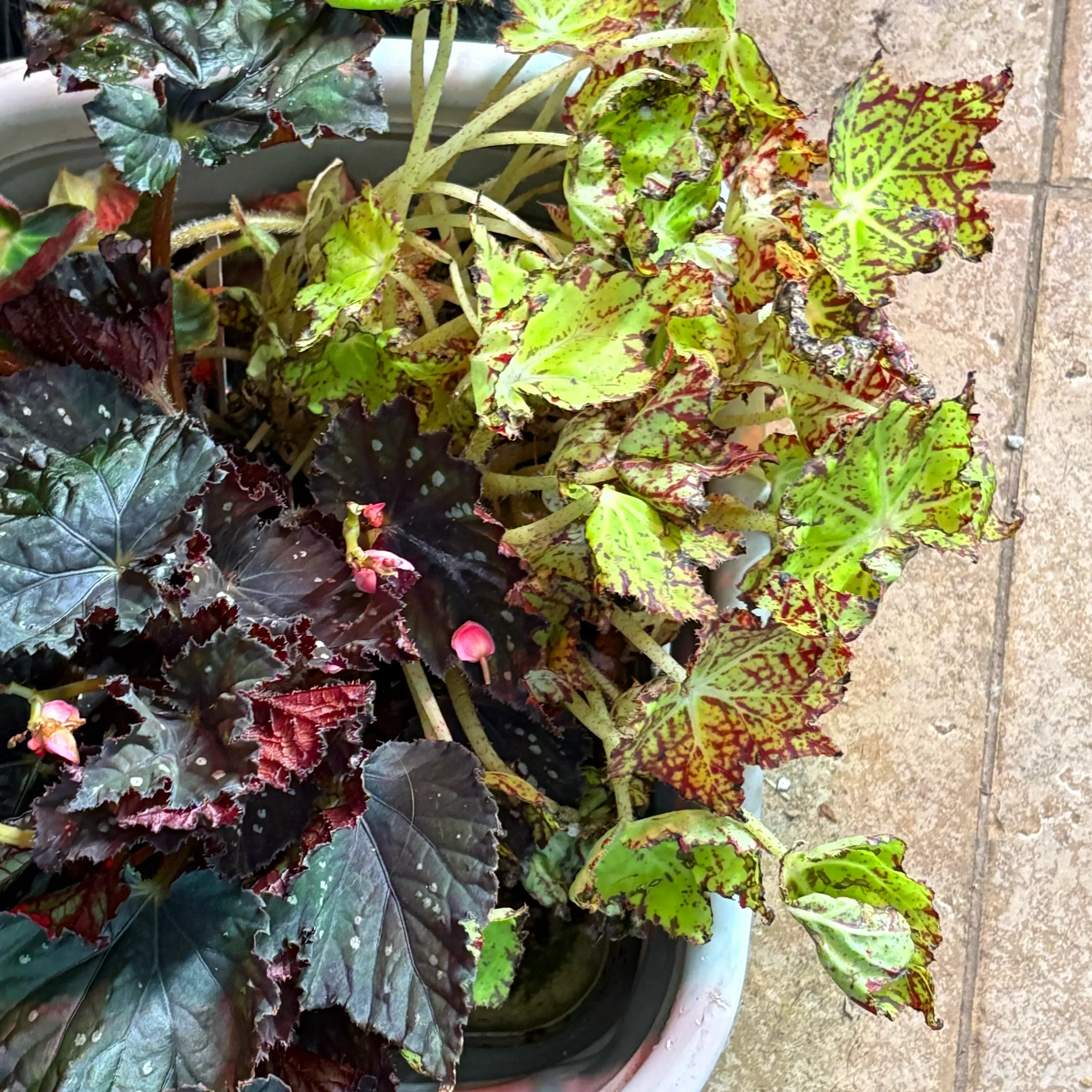 Photo of the plant species Rhizo Begonia by @Idplantthat named Luna on Greg, the plant care app
