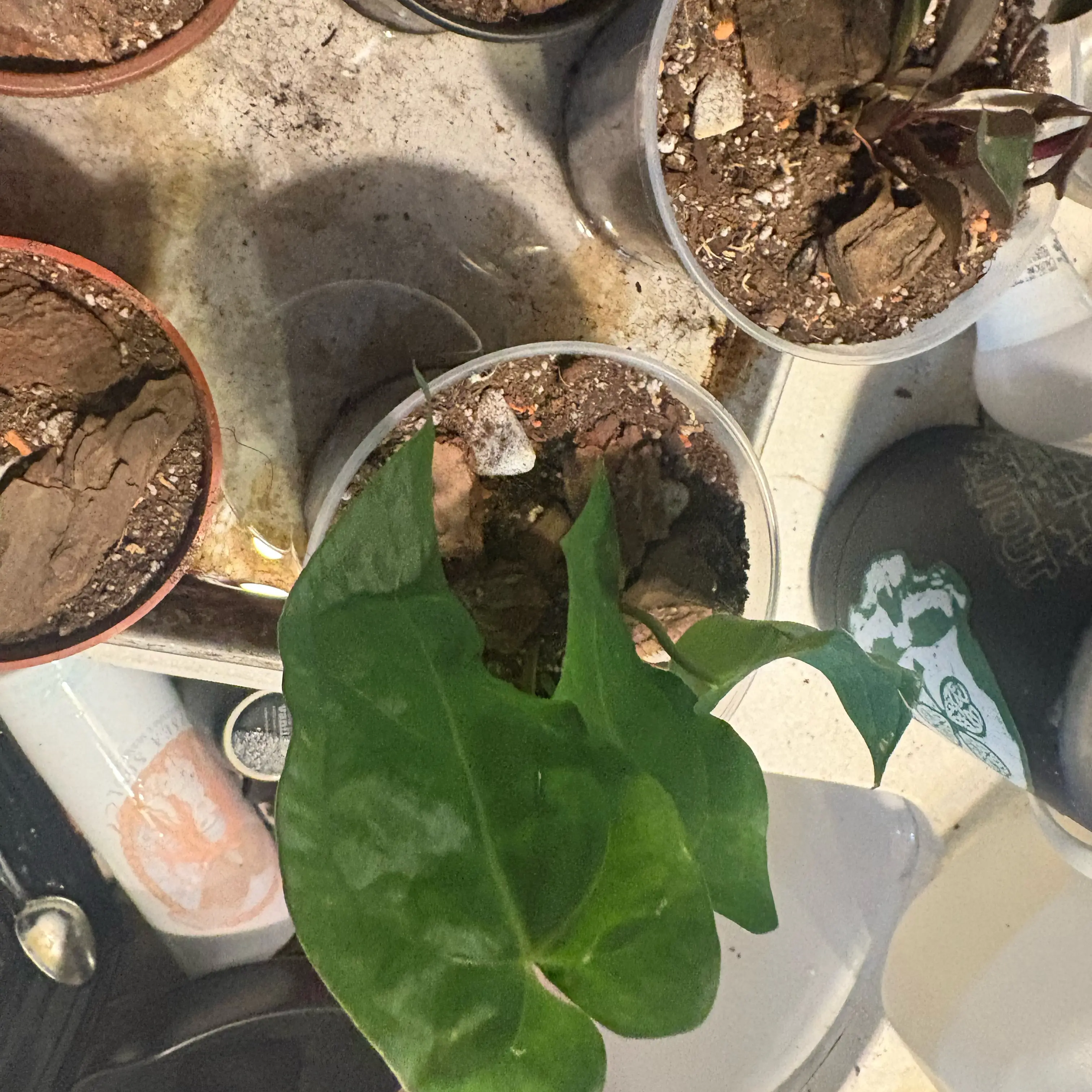 Photo of the plant species Anthurium Ace of Spades x Dark Phoenix by @Idplantthat named Derfla on Greg, the plant care app