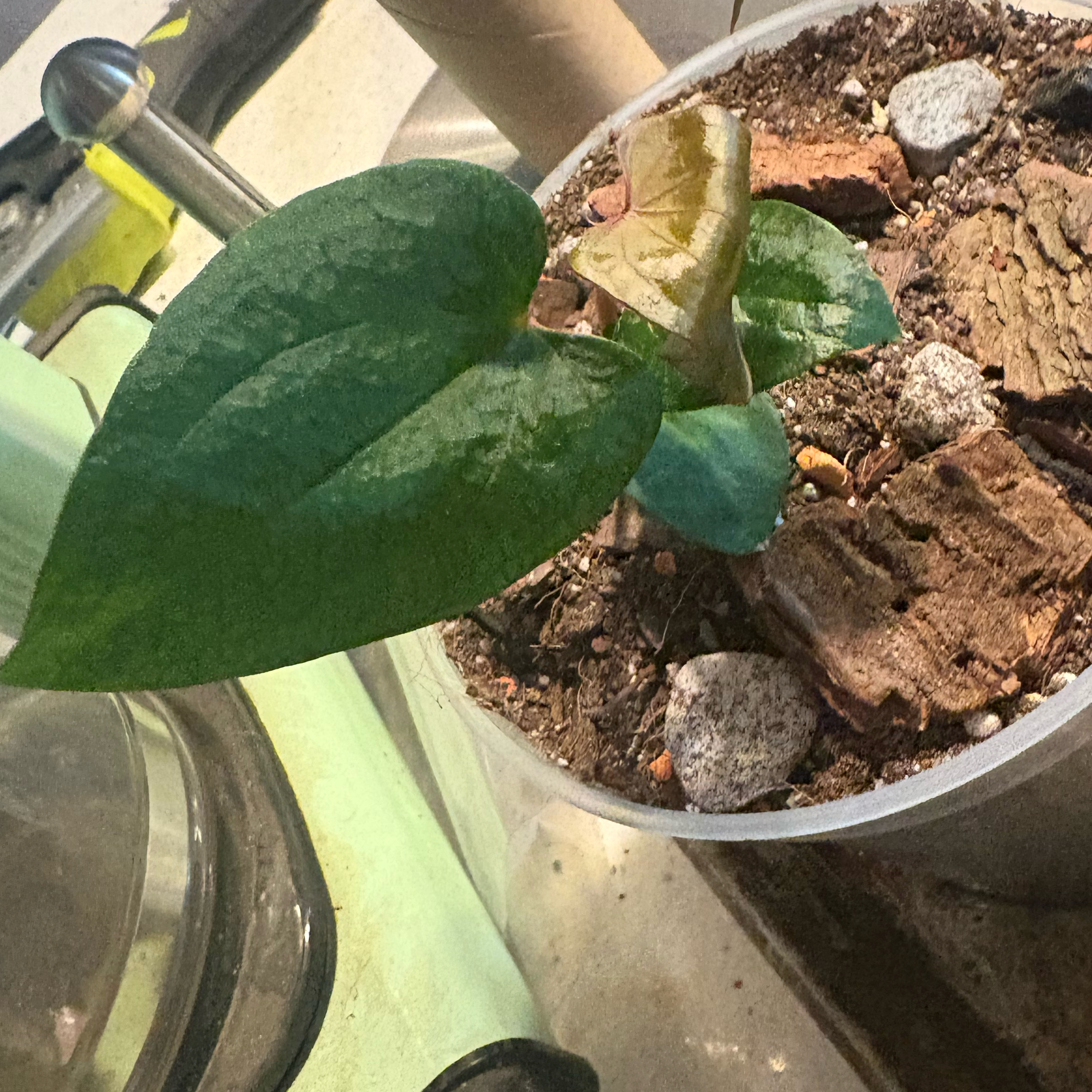 Photo of the plant species Anthurium Blue Papillilaminum x Waroqueanum by @Idplantthat named Semaj on Greg, the plant care app