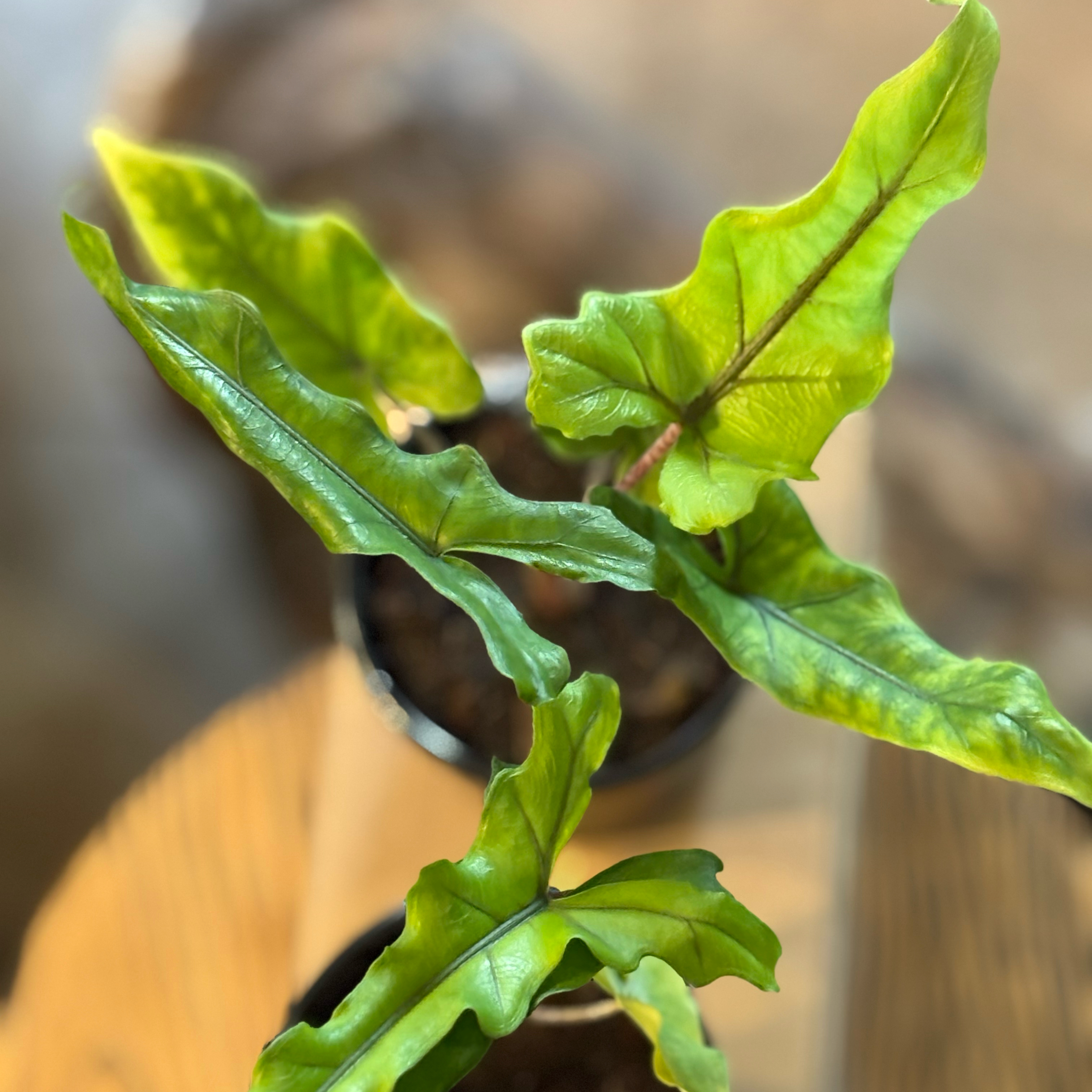Photo of the plant species Alocasia sabrina by @Idplantthat named Paris on Greg, the plant care app