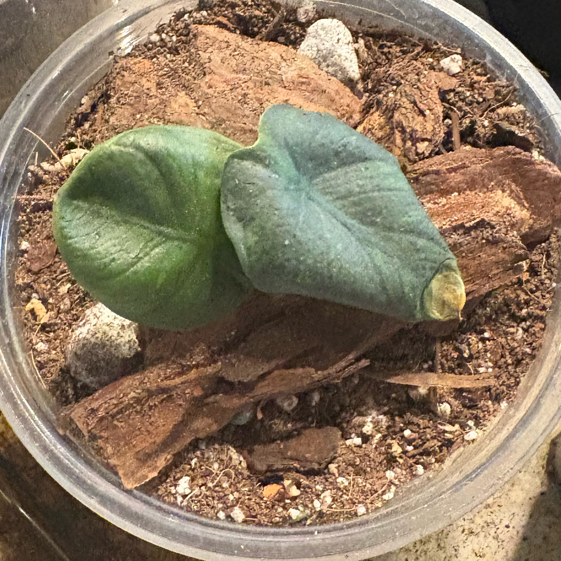 Photo of the plant species Dewey Reversa by @Idplantthat named Harm on Greg, the plant care app