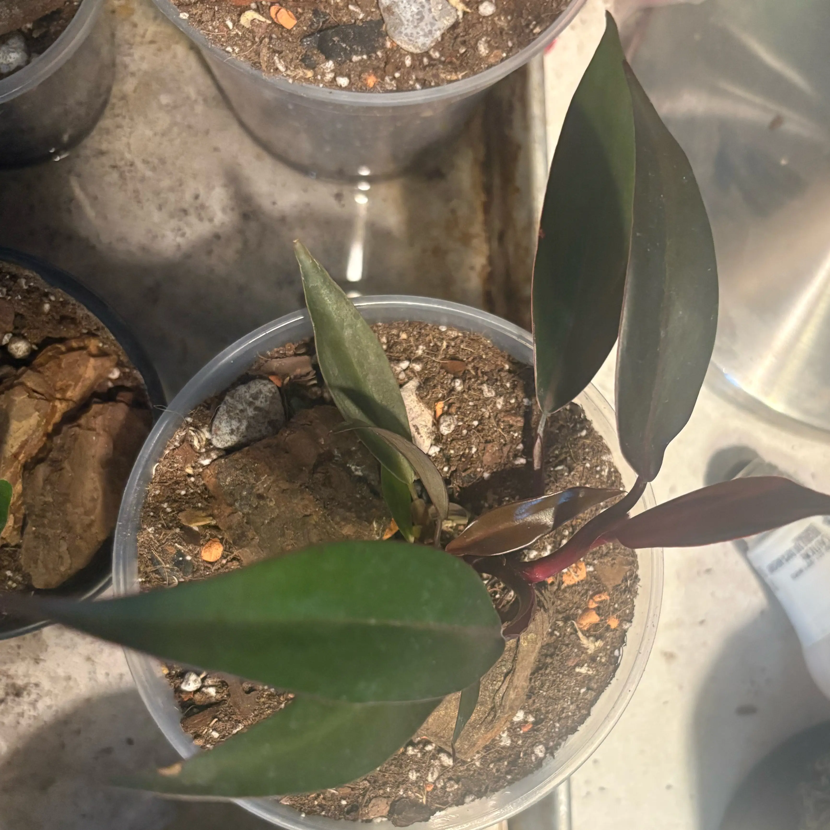 Photo of the plant species Autumn Philodendron by @Idplantthat named Autumn 🍂 Breeze on Greg, the plant care app