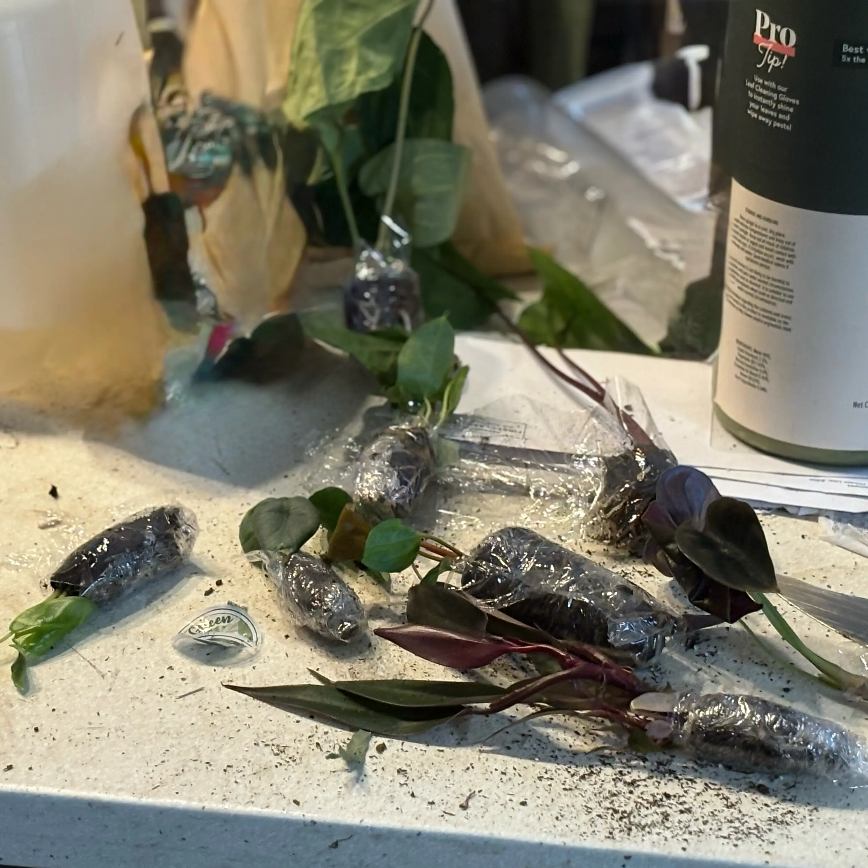 Photo of the plant species Aroid by @Idplantthat named Wildflower on Greg, the plant care app