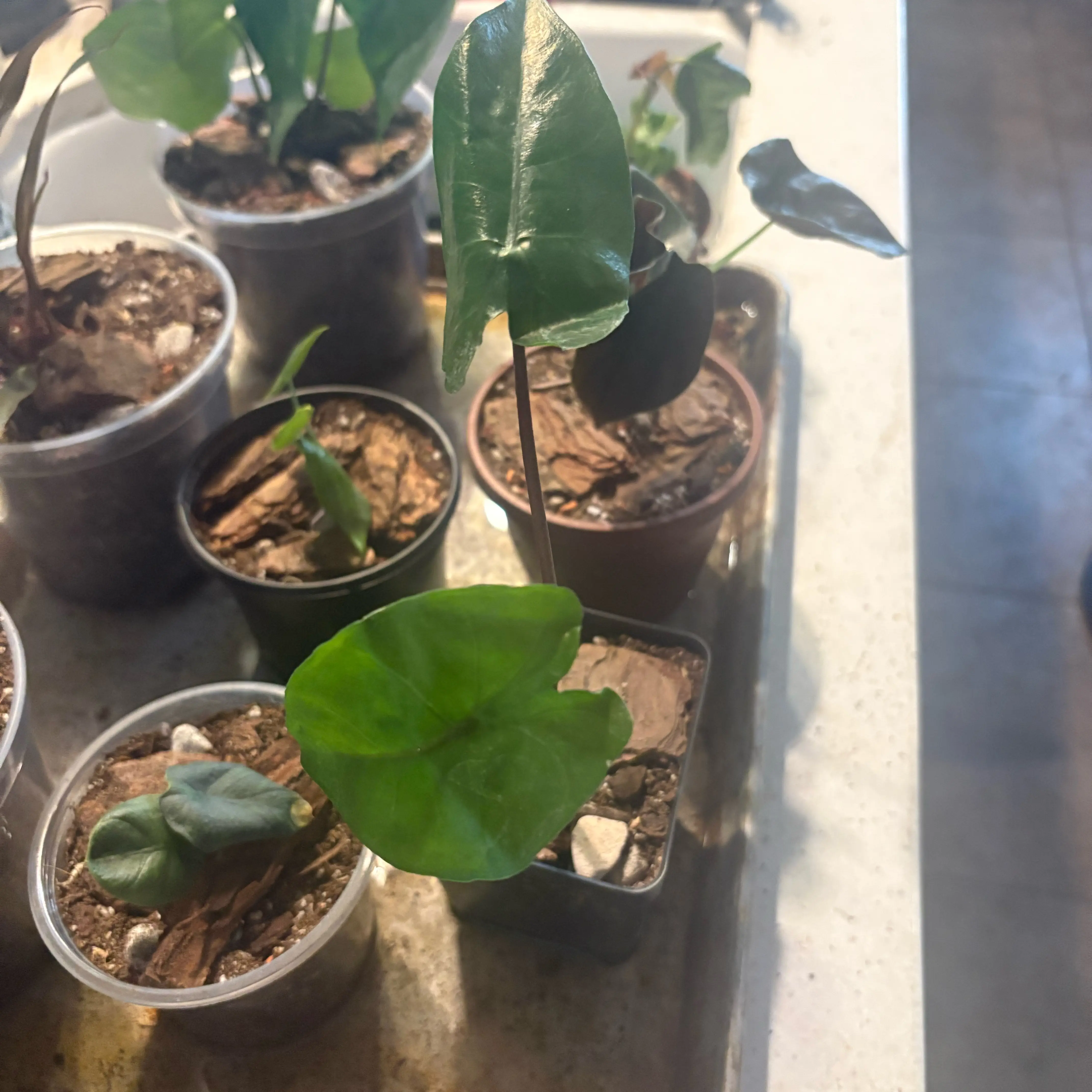 Photo of the plant species Alocasia Chaii by @Idplantthat named Madden on Greg, the plant care app
