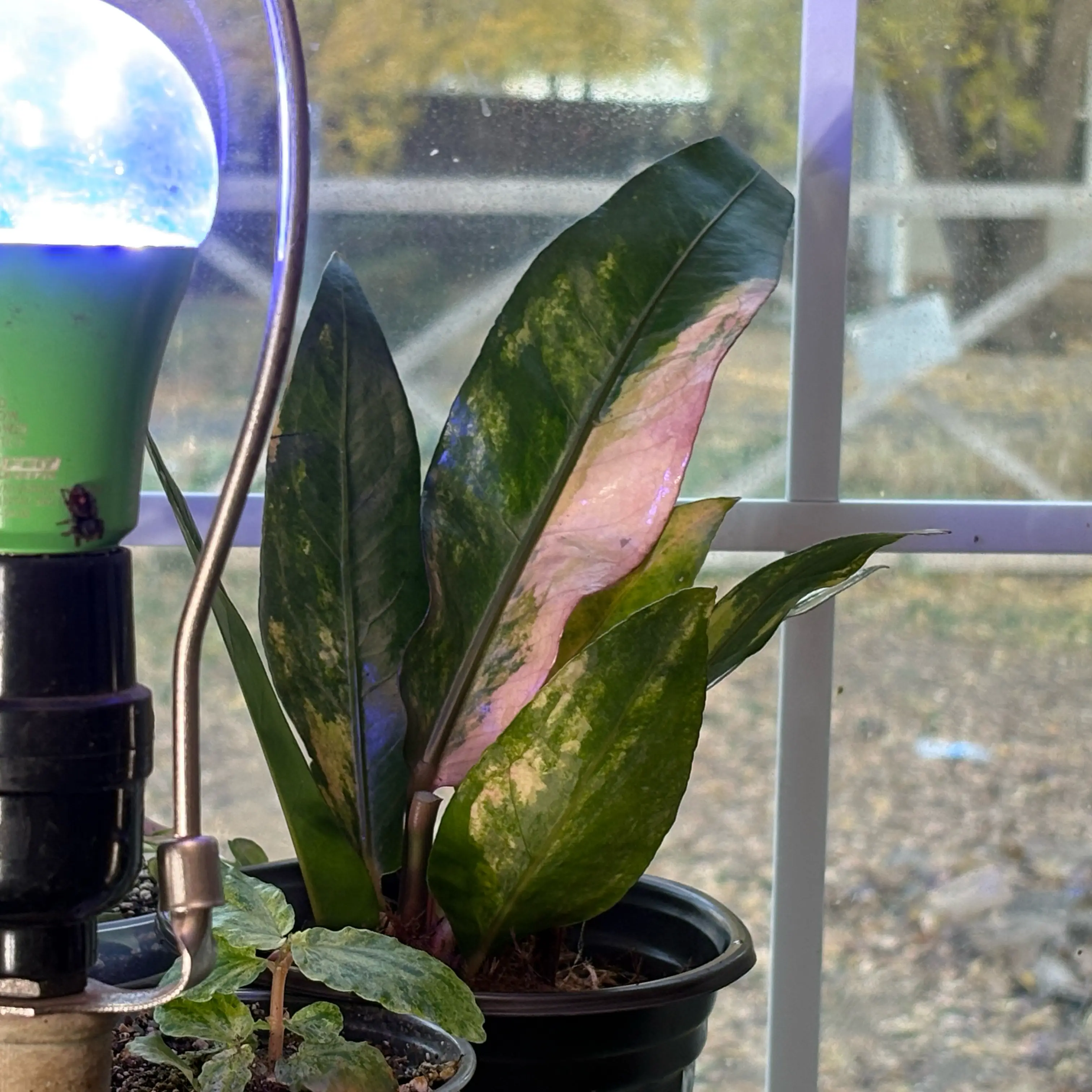 Photo of the plant species Variegated Hookeri by @Idplantthat named Nimrod on Greg, the plant care app