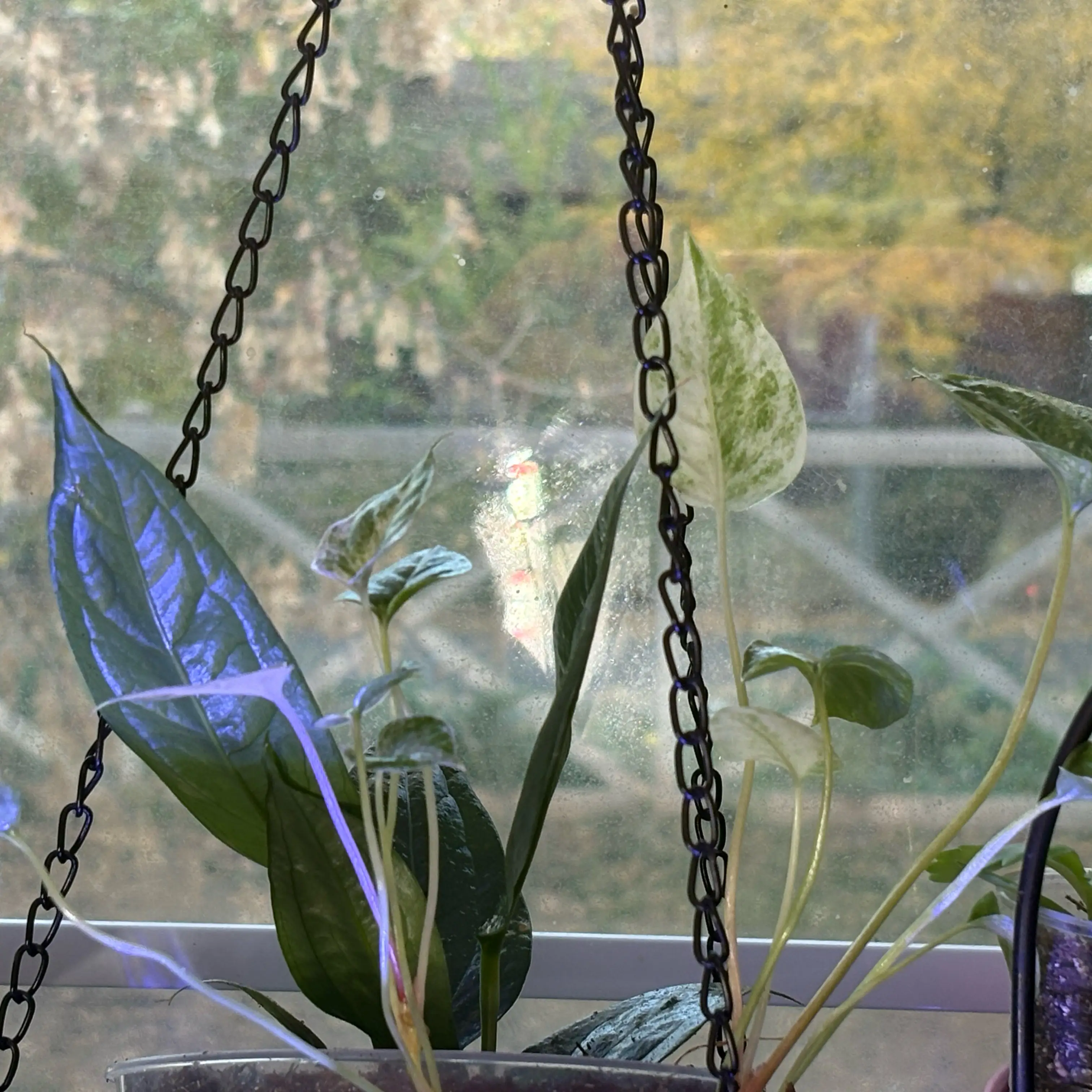 Photo of the plant species Variegated Hookeri by @Idplantthat named Branston on Greg, the plant care app
