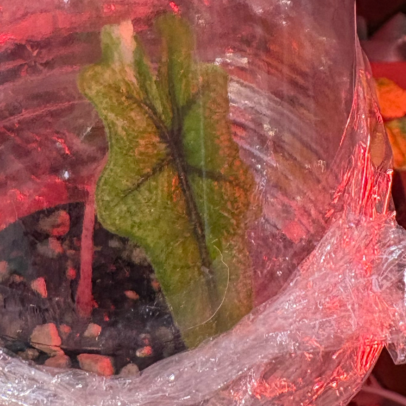 Photo of the plant species Alocasia Tundurusa by @Idplantthat named Variegated tundra on Greg, the plant care app