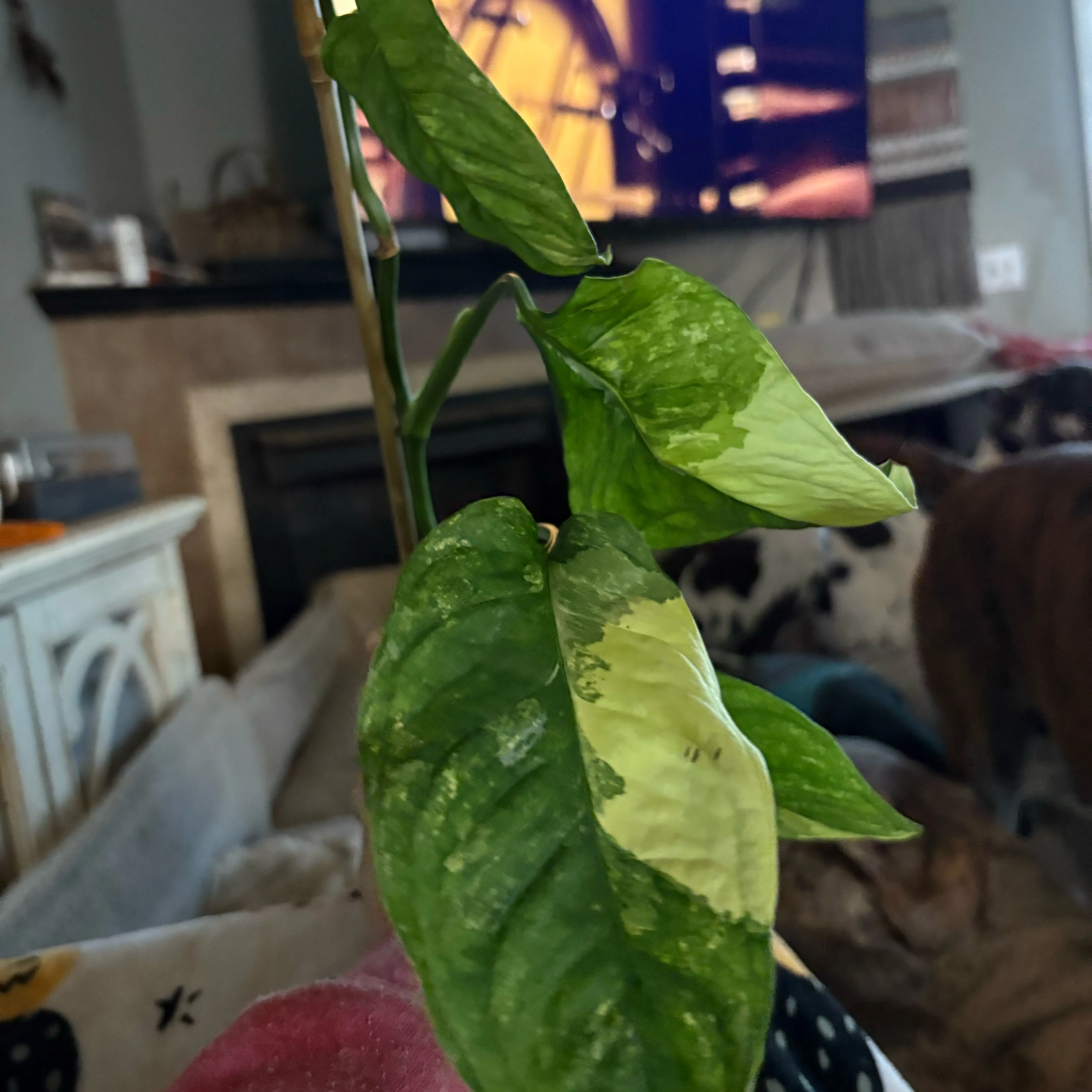 Photo of the plant species Obliqua Mayuna Monstera by @Idplantthat named Twilight on Greg, the plant care app
