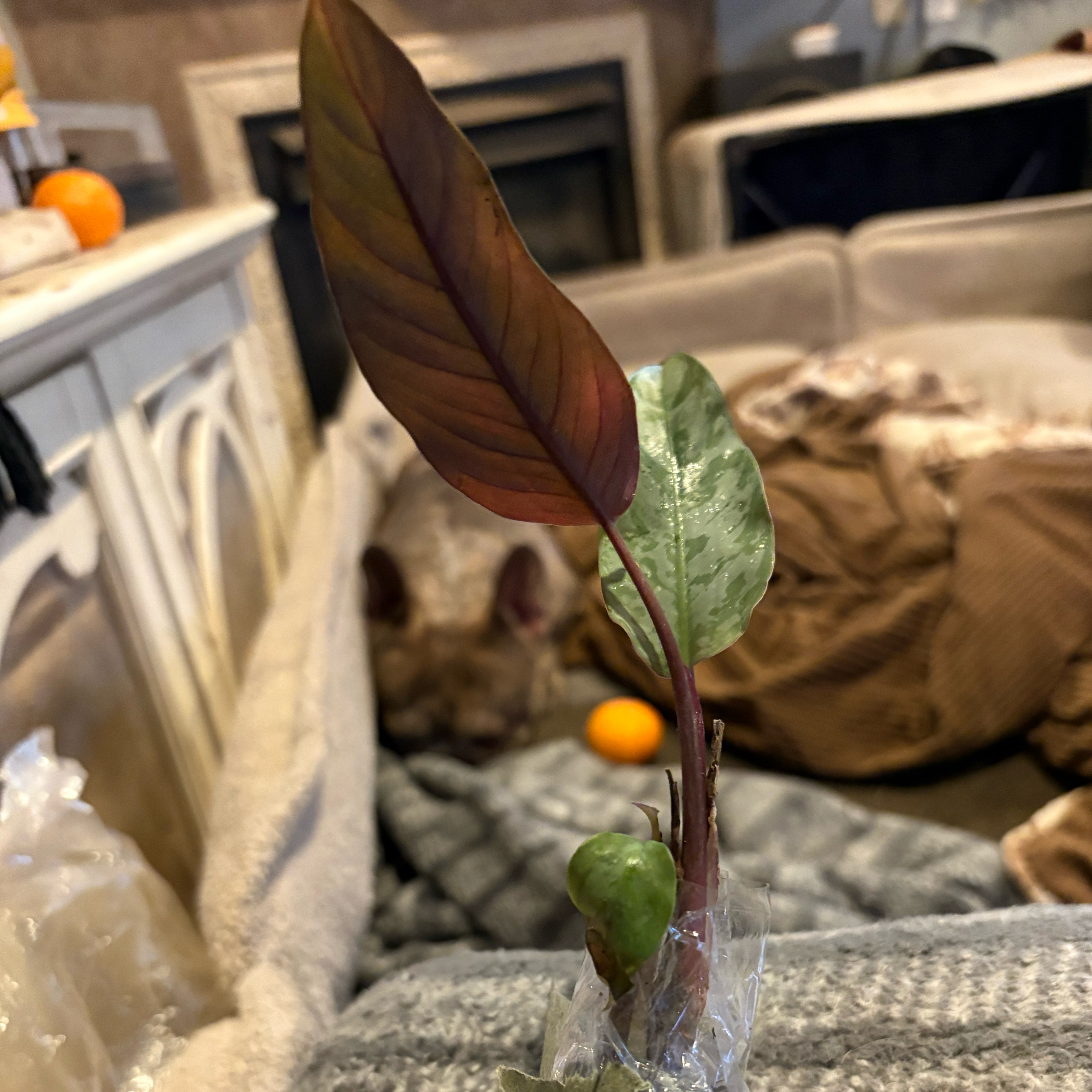 Photo of the plant species Red Sword Homolamena by @Idplantthat named Heart of Zorro on Greg, the plant care app