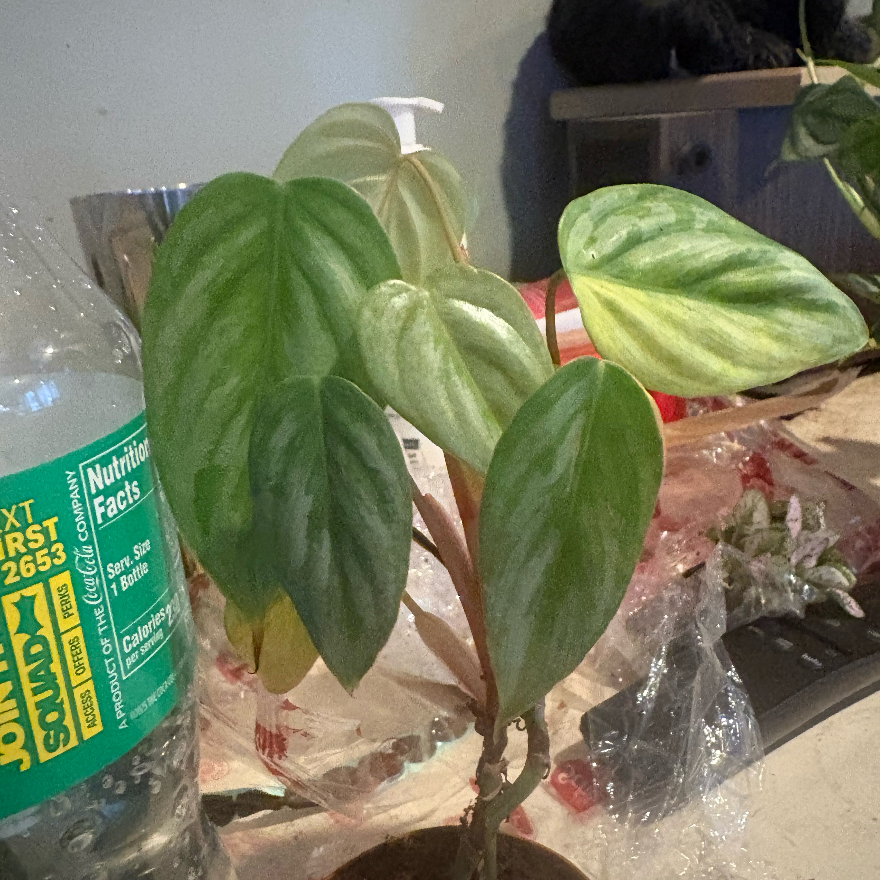 Photo of the plant species Philodendron sodiroi by @Idplantthat named Florian Rose on Greg, the plant care app