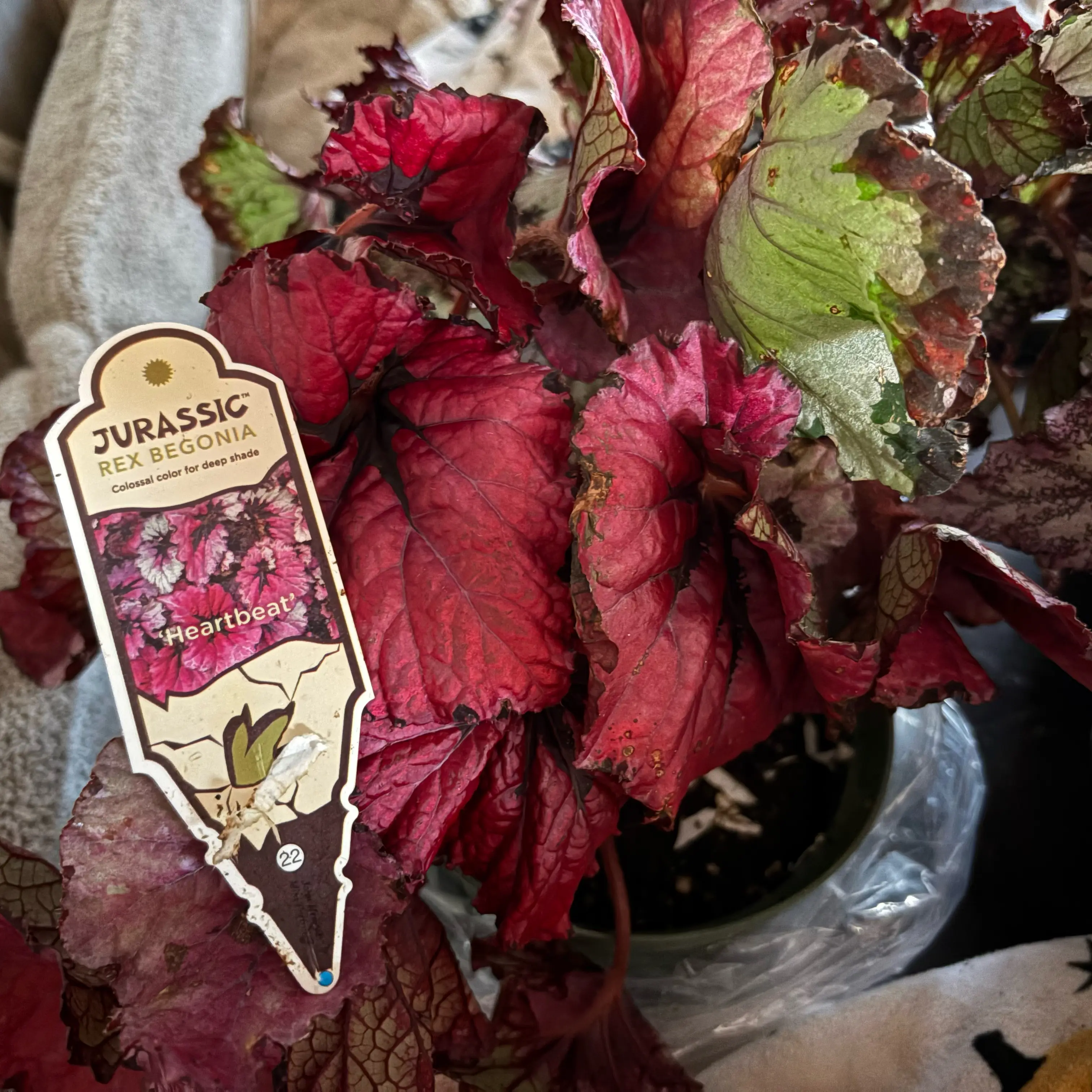 Photo of the plant species Heartbeat Begonia by @Idplantthat named Witchcraft on Greg, the plant care app