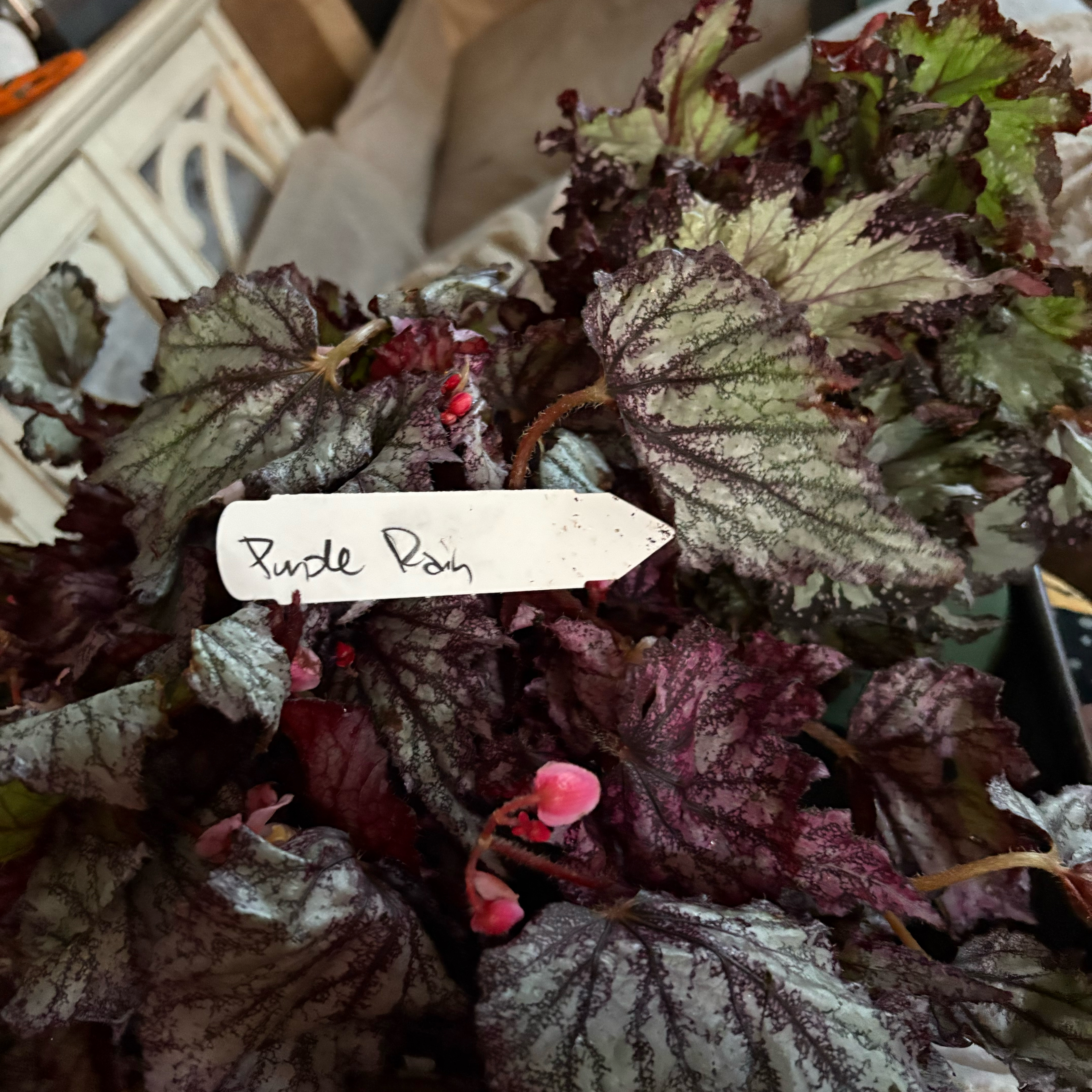 Plant care for Ciruelas on Greg, the plant care app