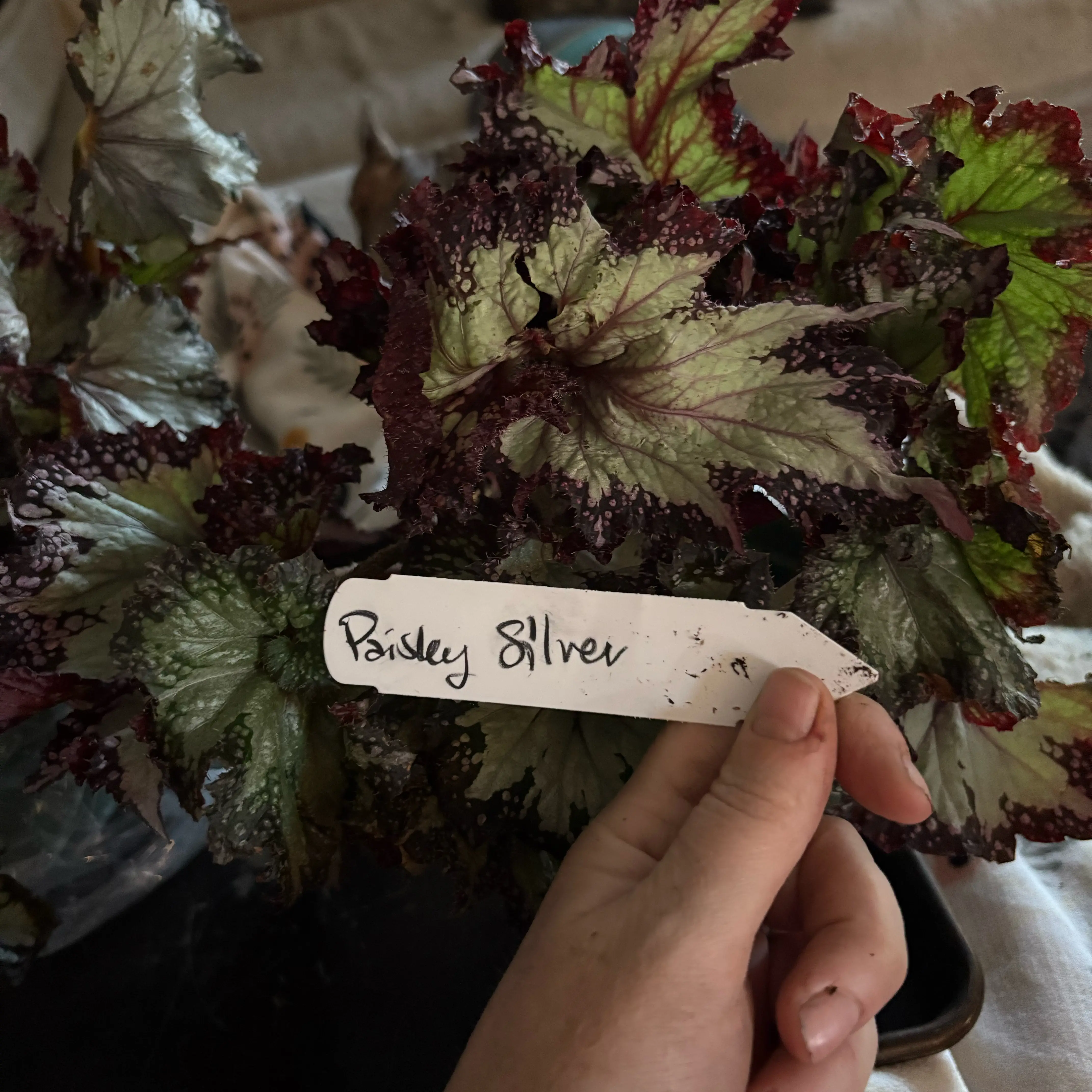 Photo of the plant species Festive Paisley Silver Begonia by @Idplantthat named Silver Foxy on Greg, the plant care app