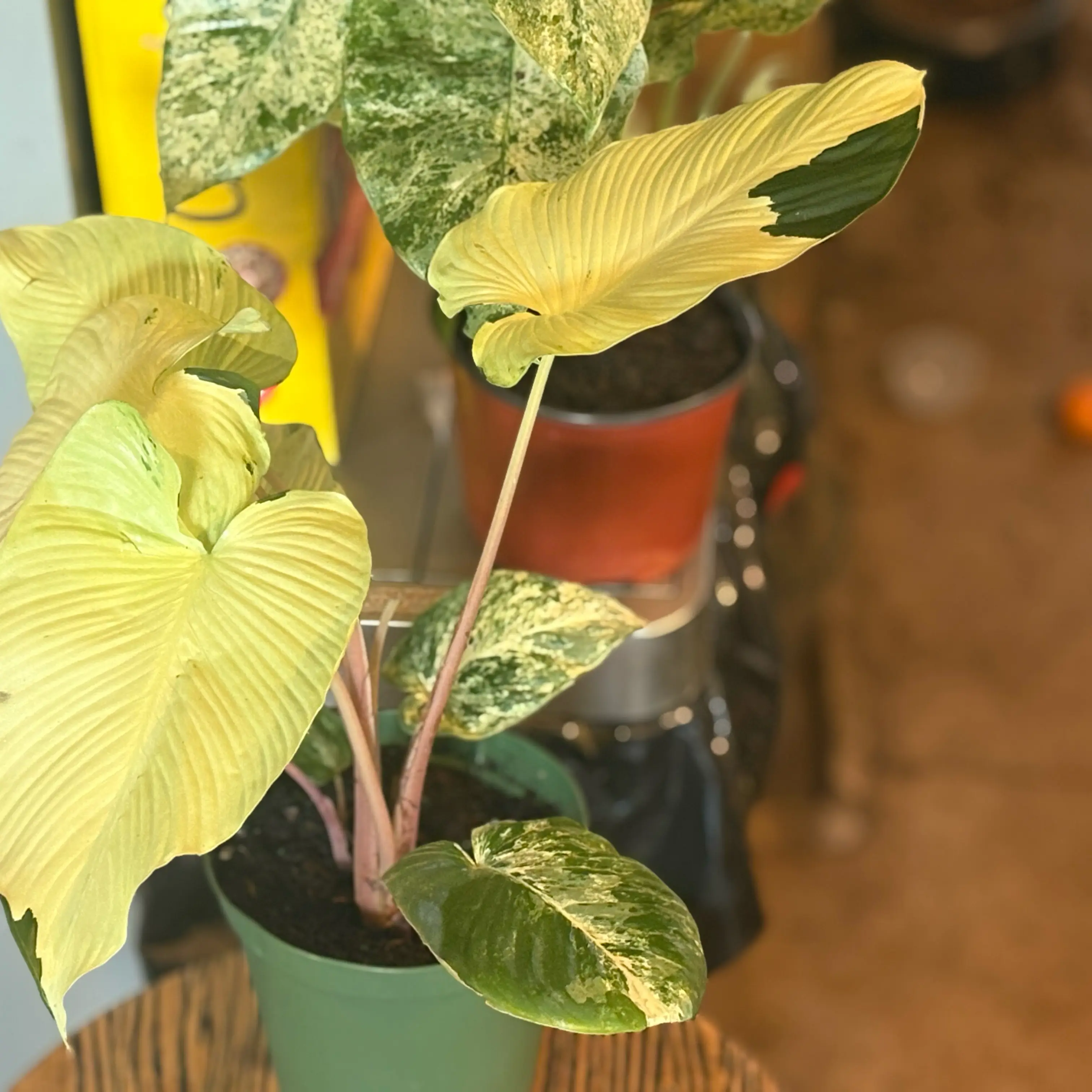 Photo of the plant species Variegated Homalomena by @Idplantthat named Everette on Greg, the plant care app