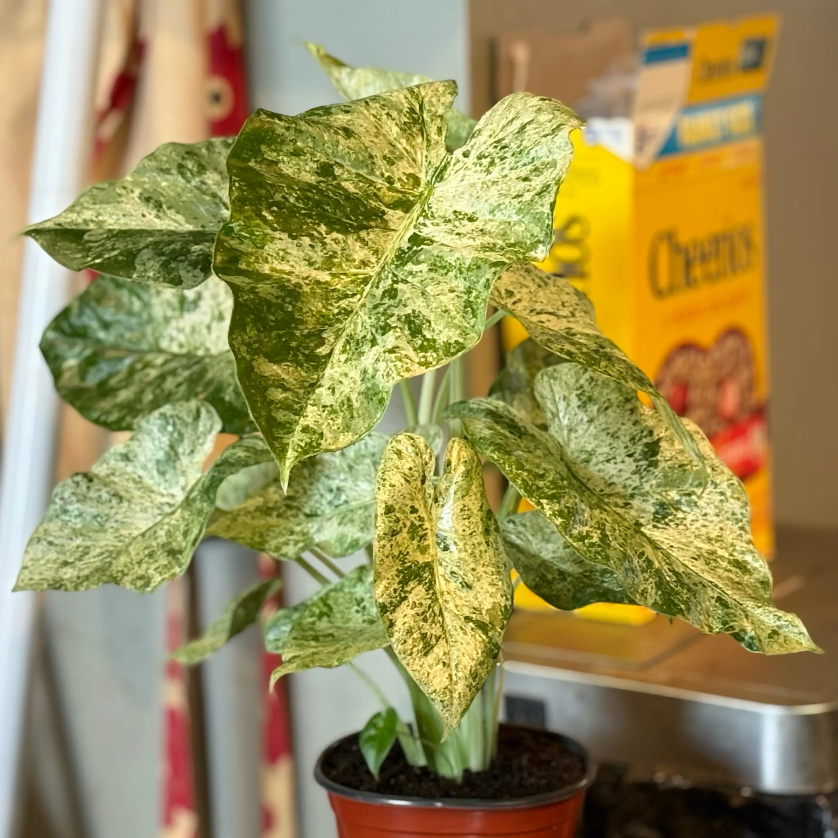 Photo of the plant species Alocasia macrorrhiza 'Camouflage' by @Idplantthat named Leroy’s freckles (Freckles to Mrs Heidi!) 😅🫶🏻🩵 on Greg, the plant care app