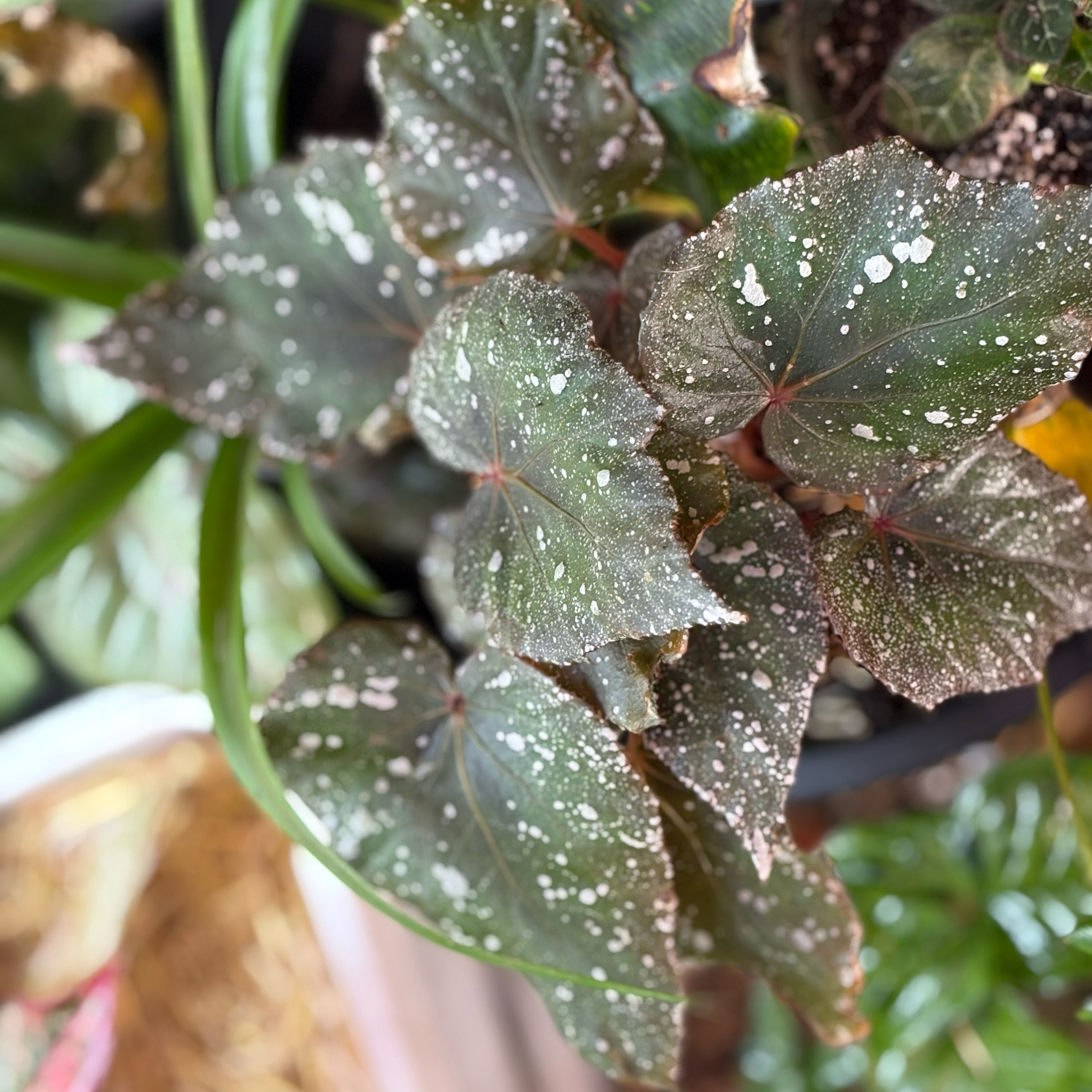Photo of the plant species Begonia by @Idplantthat named Theodore Clyde on Greg, the plant care app