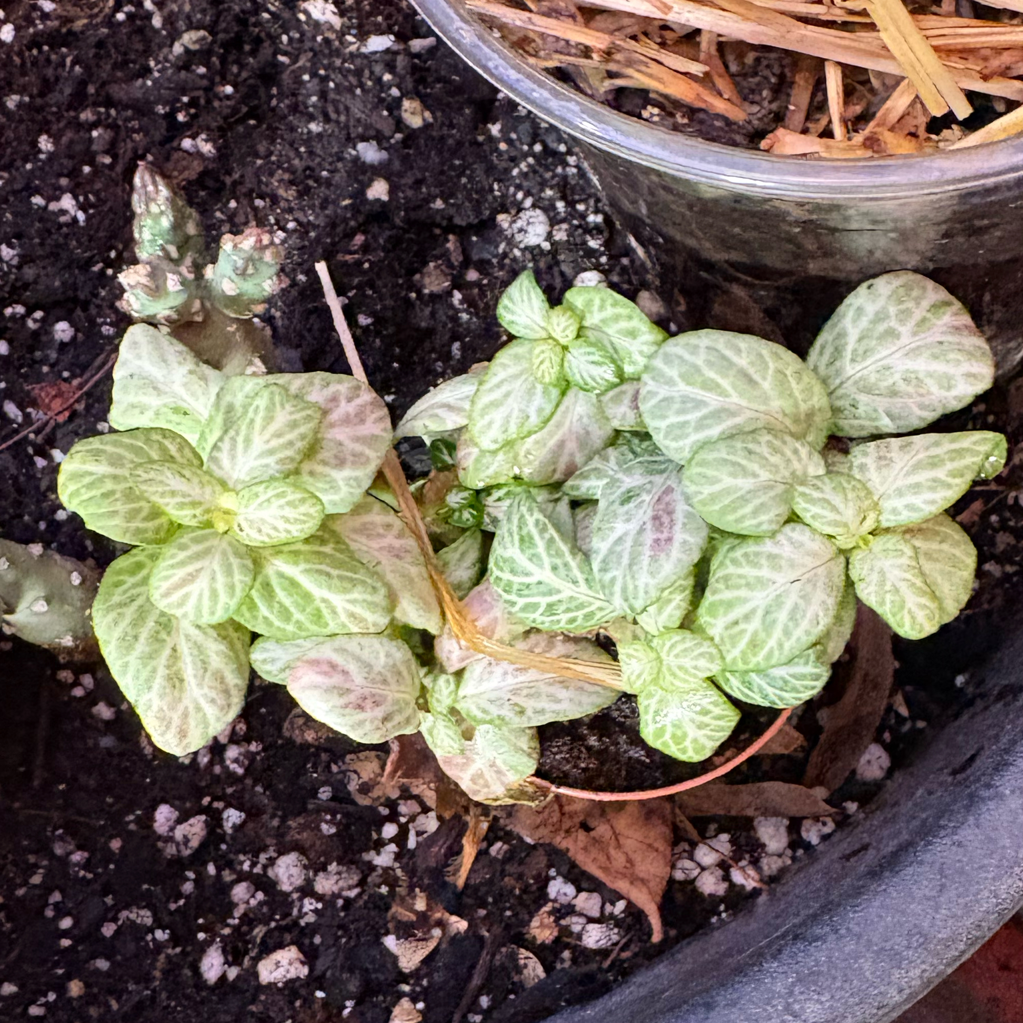 Photo of the plant species Mosaic Lemon Nerve Plant by @Idplantthat named Daisy on Greg, the plant care app