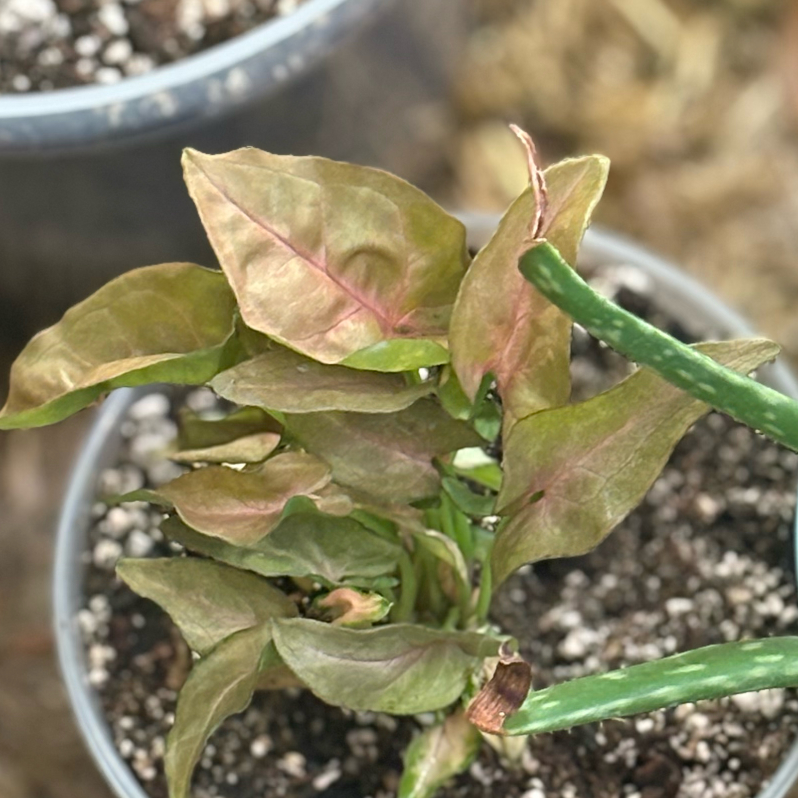 Photo of the plant species Syngonium Pink Blitz by @Idplantthat named Tate on Greg, the plant care app