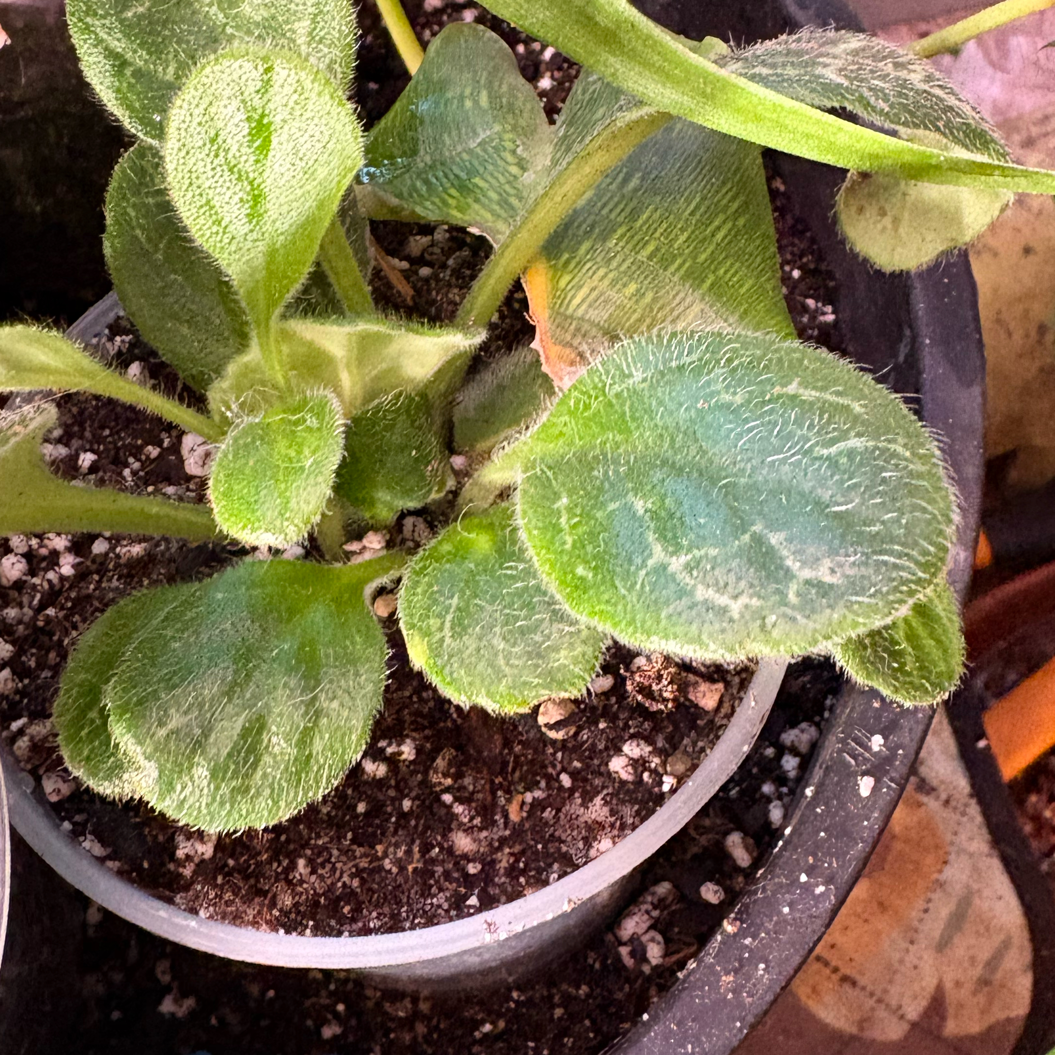 Photo of the plant species Streptocarpus 'Pretty Turtle' by @Idplantthat named Neville on Greg, the plant care app