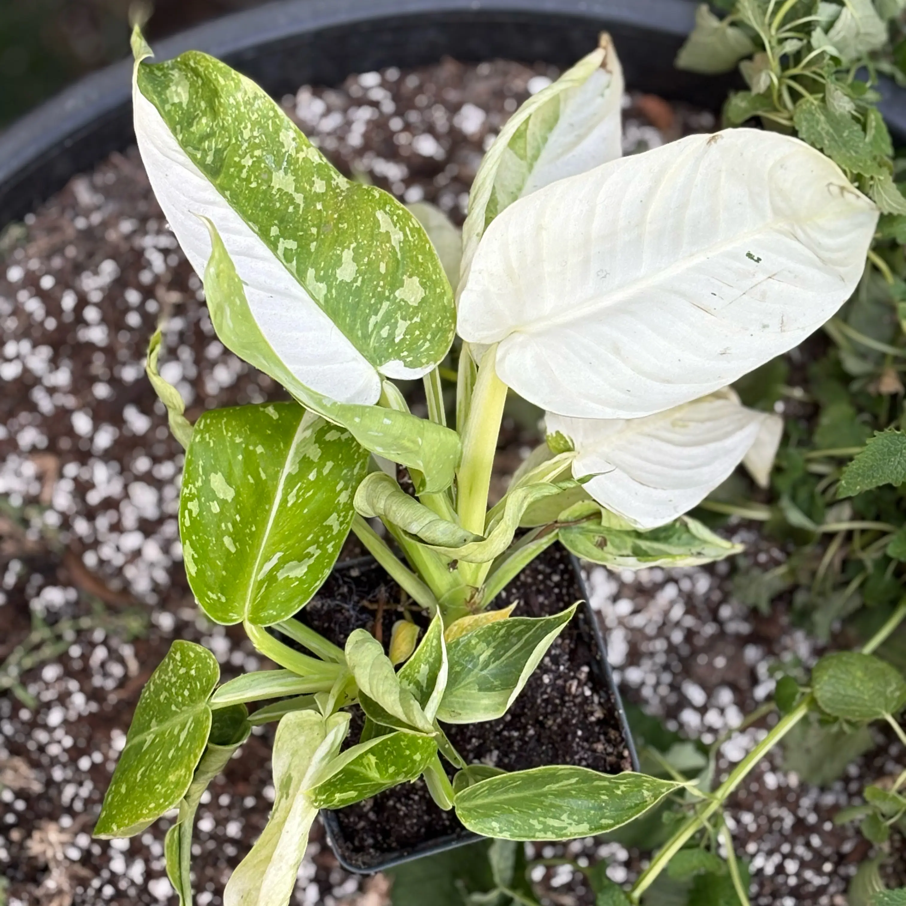 Photo of the plant species Philodenron Jose Buono by @Idplantthat named Rita on Greg, the plant care app
