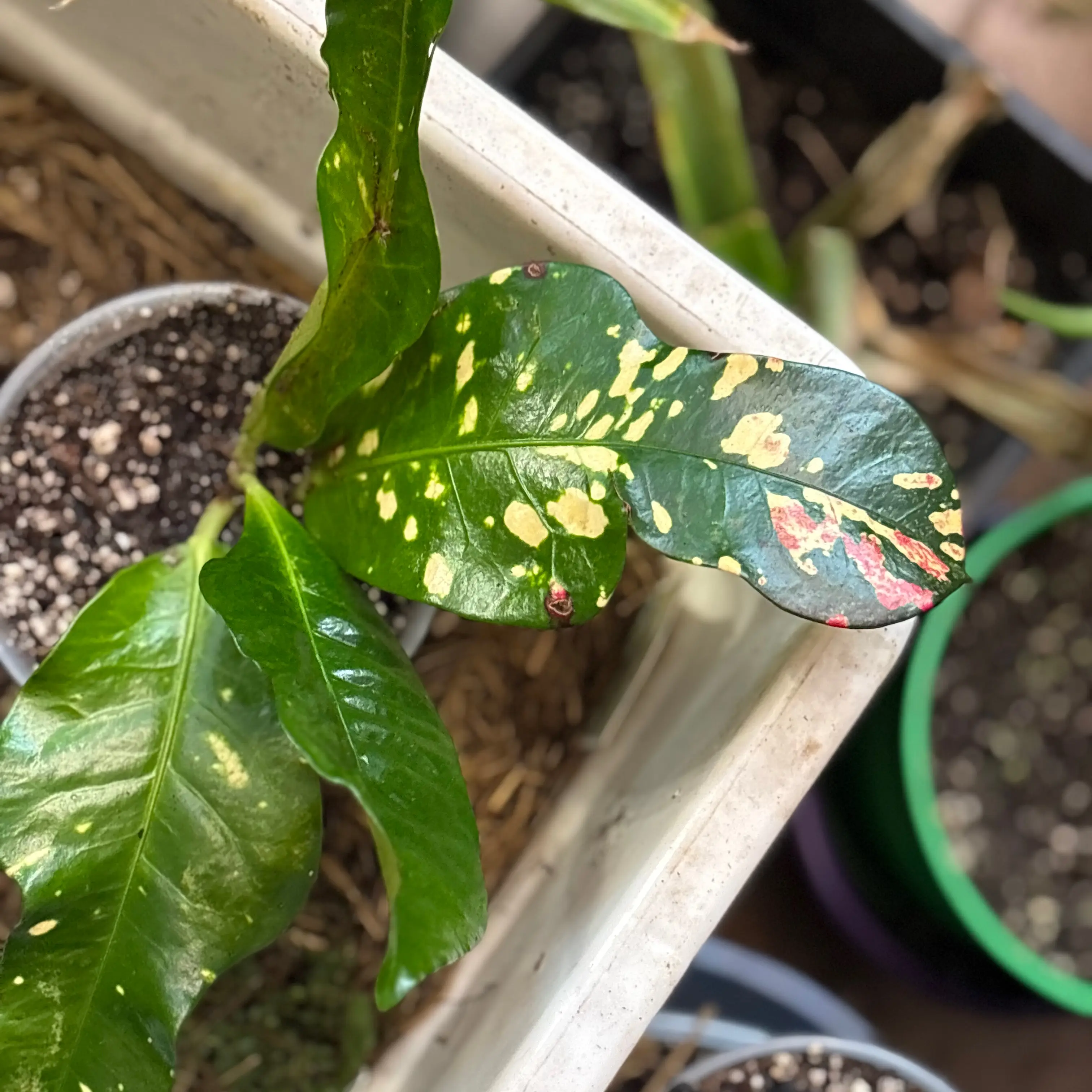 Photo of the plant species Magnificent Croton by @Idplantthat named Rikki on Greg, the plant care app
