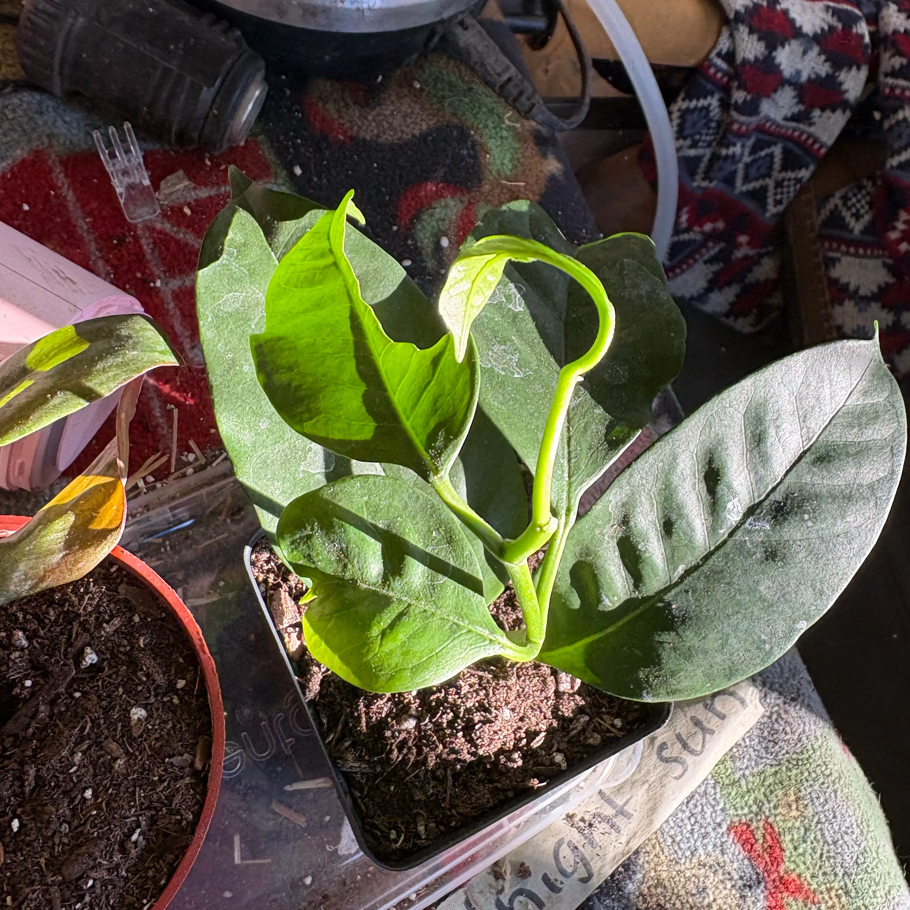 Photo of the plant species Shooting Stars Wax Plant by @Idplantthat named Binx on Greg, the plant care app