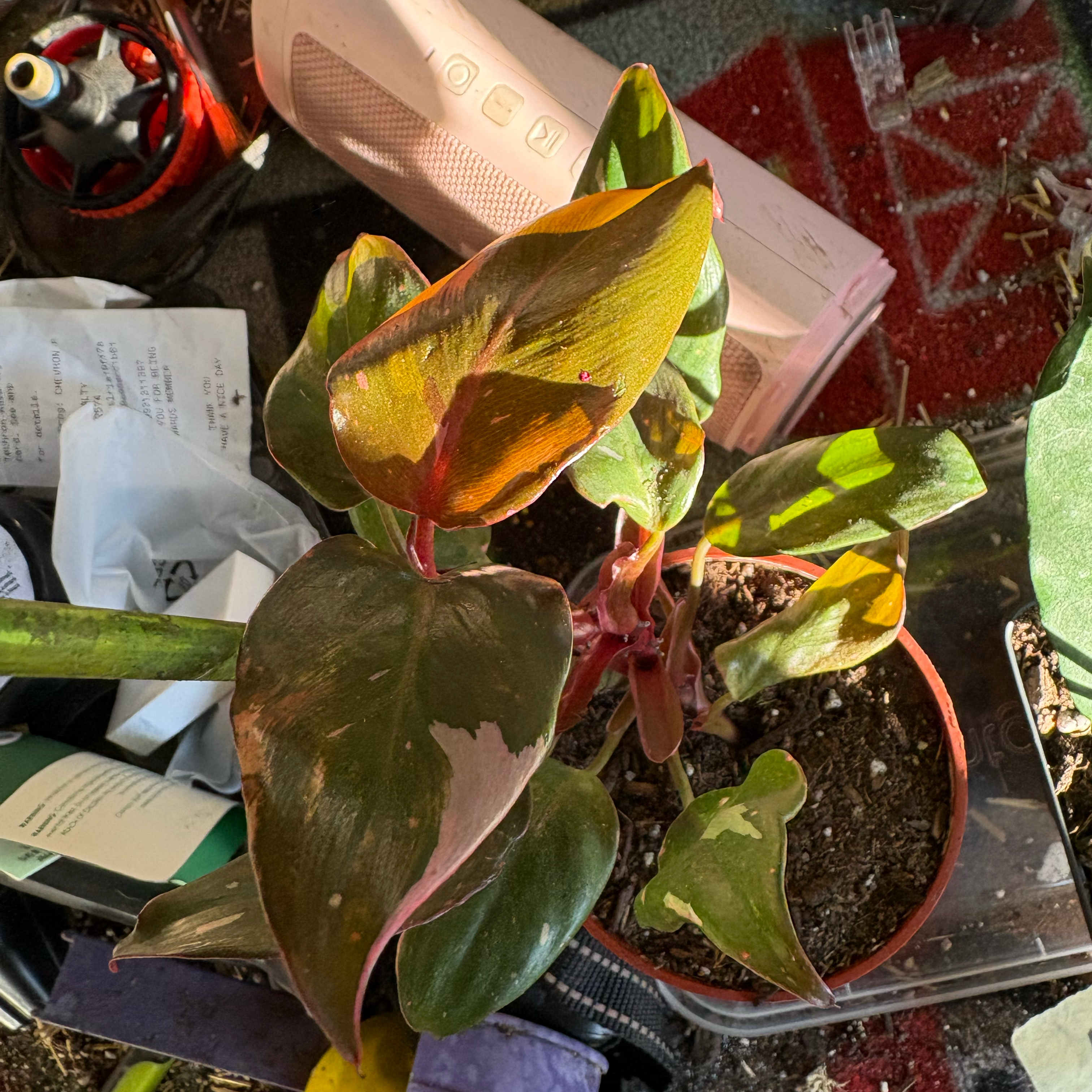 Photo of the plant species Philodendron Burgundy Princess by @Idplantthat named Seven on Greg, the plant care app