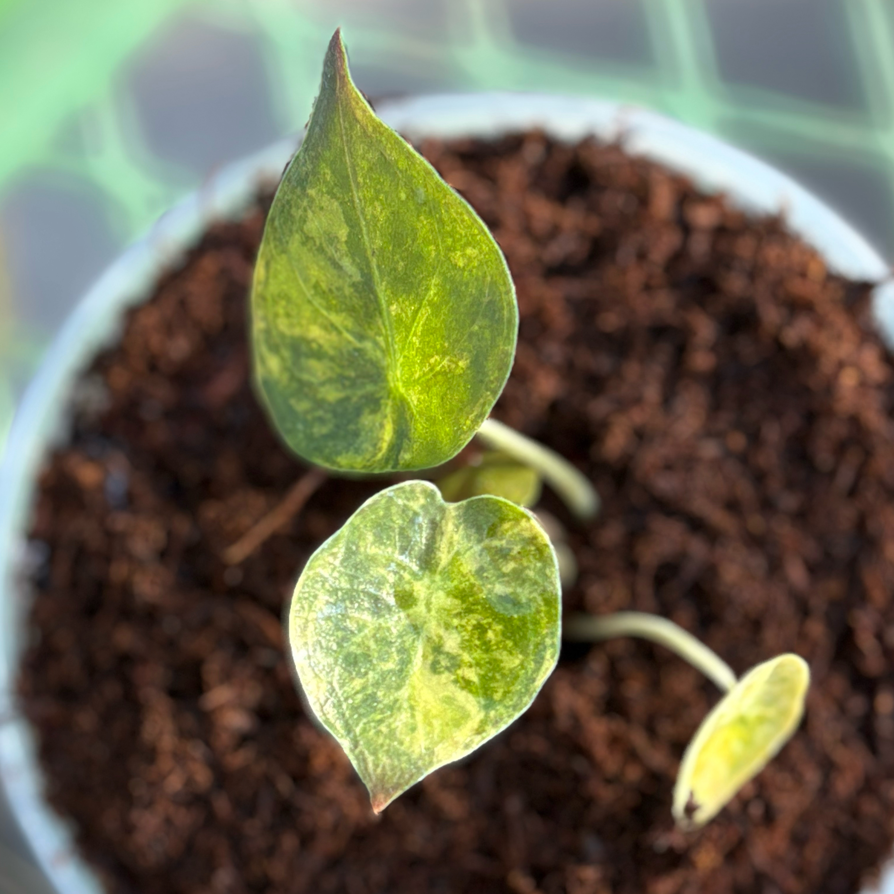 Photo of the plant species Alocasia Ninja Tri-Color by @Idplantthat named Kung Fu on Greg, the plant care app