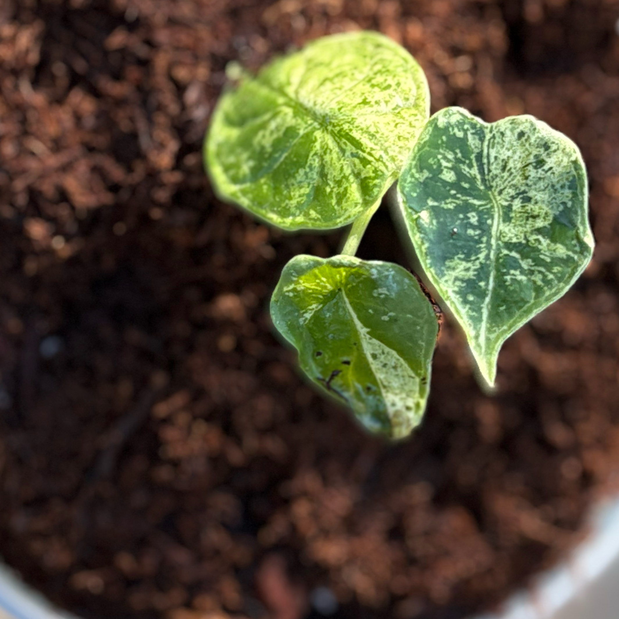 Photo of the plant species Alocasia Wentii Sunset by @Idplantthat named Daydreams on Greg, the plant care app