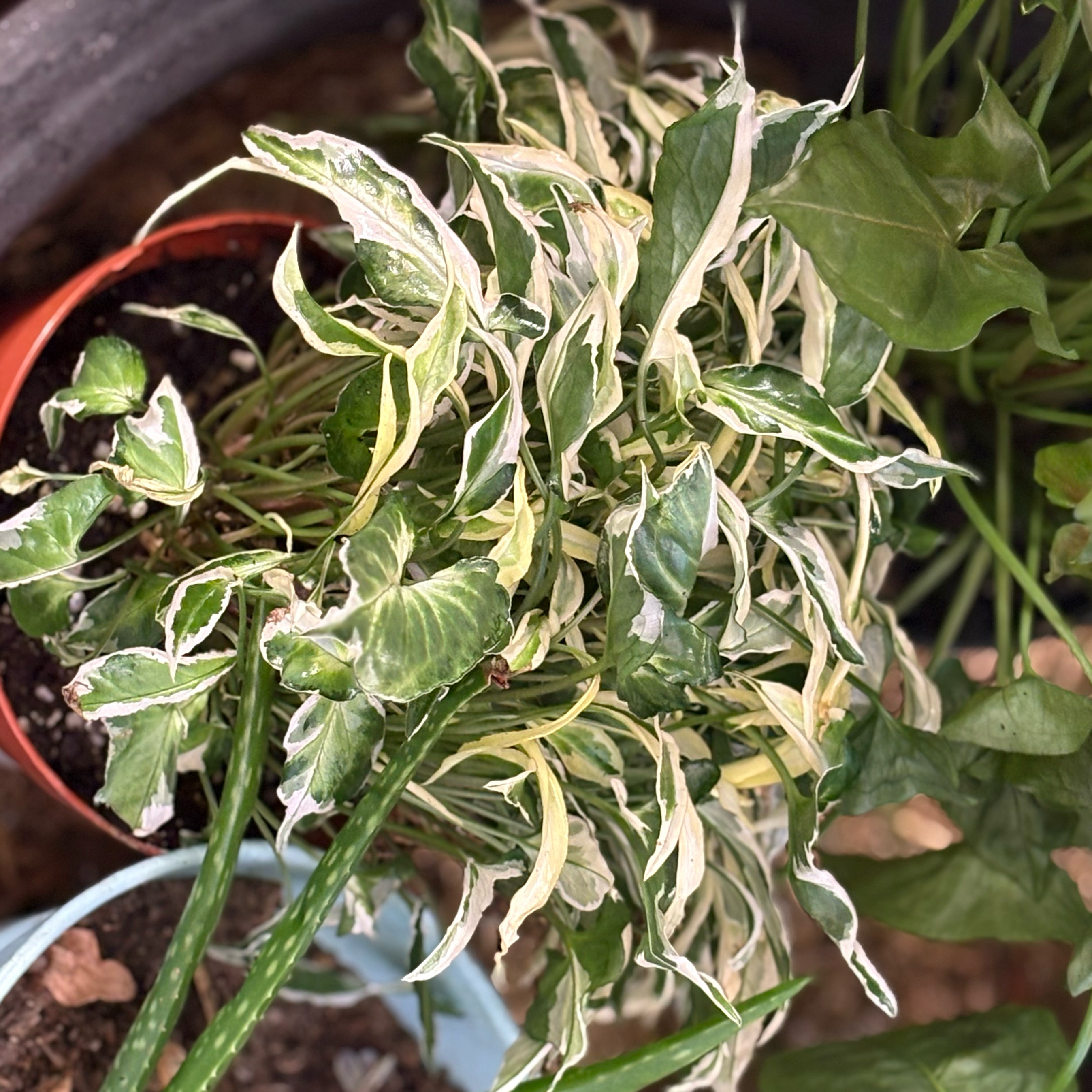 Photo of the plant species Syngonium Starlite by @Idplantthat named Diva Muffin on Greg, the plant care app