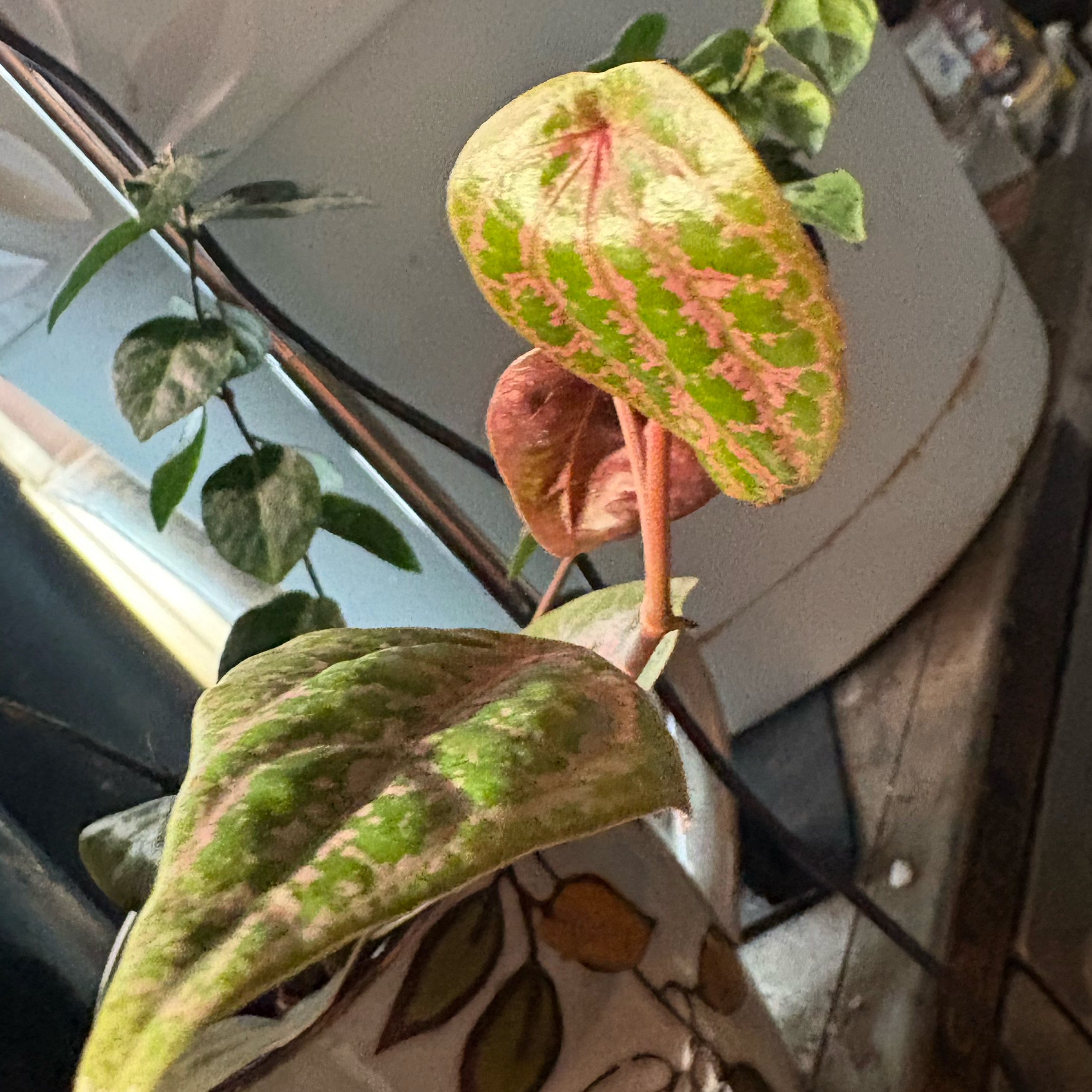 Photo of the plant species Pink Piper Crocatum by @Idplantthat named Piper on Greg, the plant care app