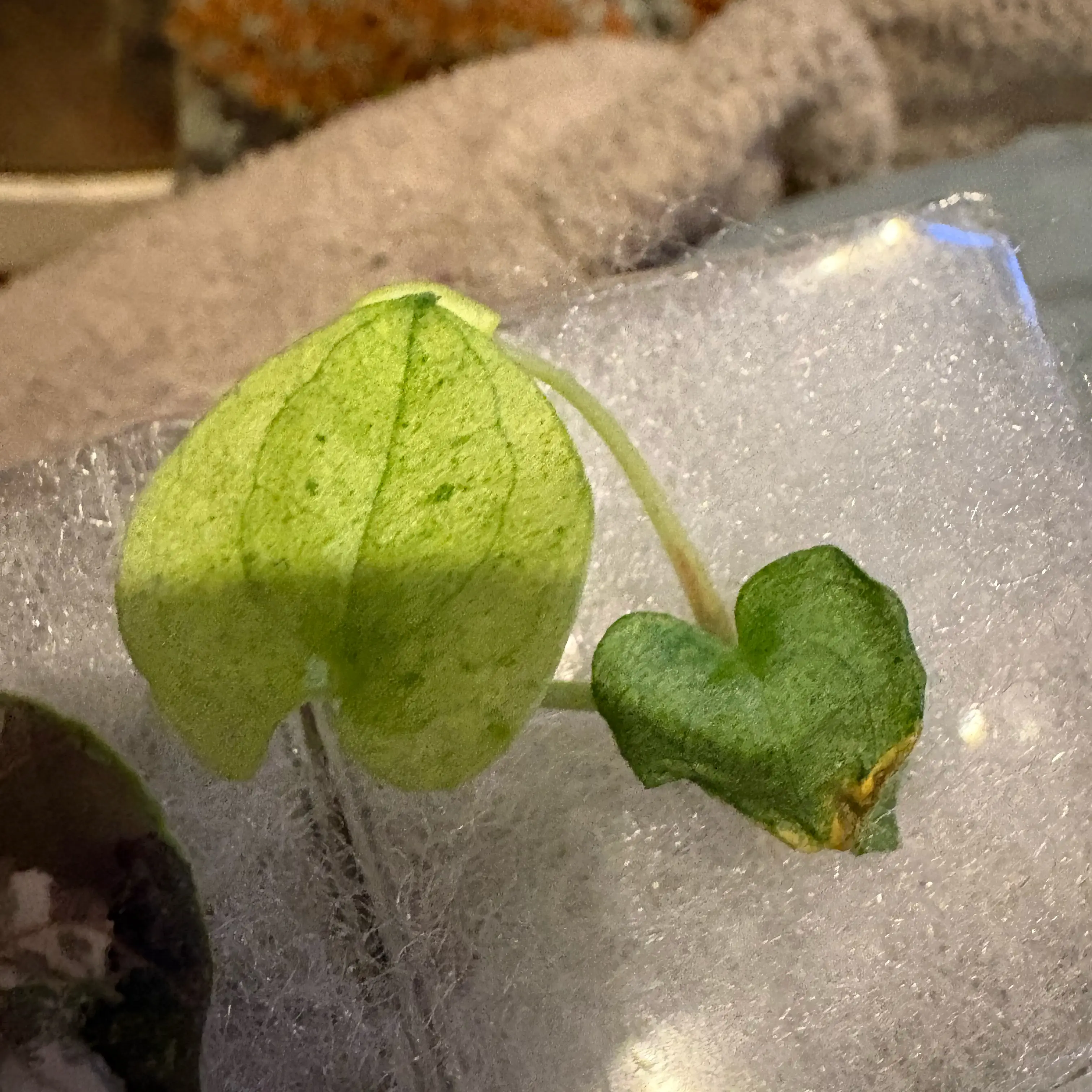 Photo of the plant species Anthurium 'Dark Phoenix Variegated' by @Idplantthat named Ashes on Greg, the plant care app