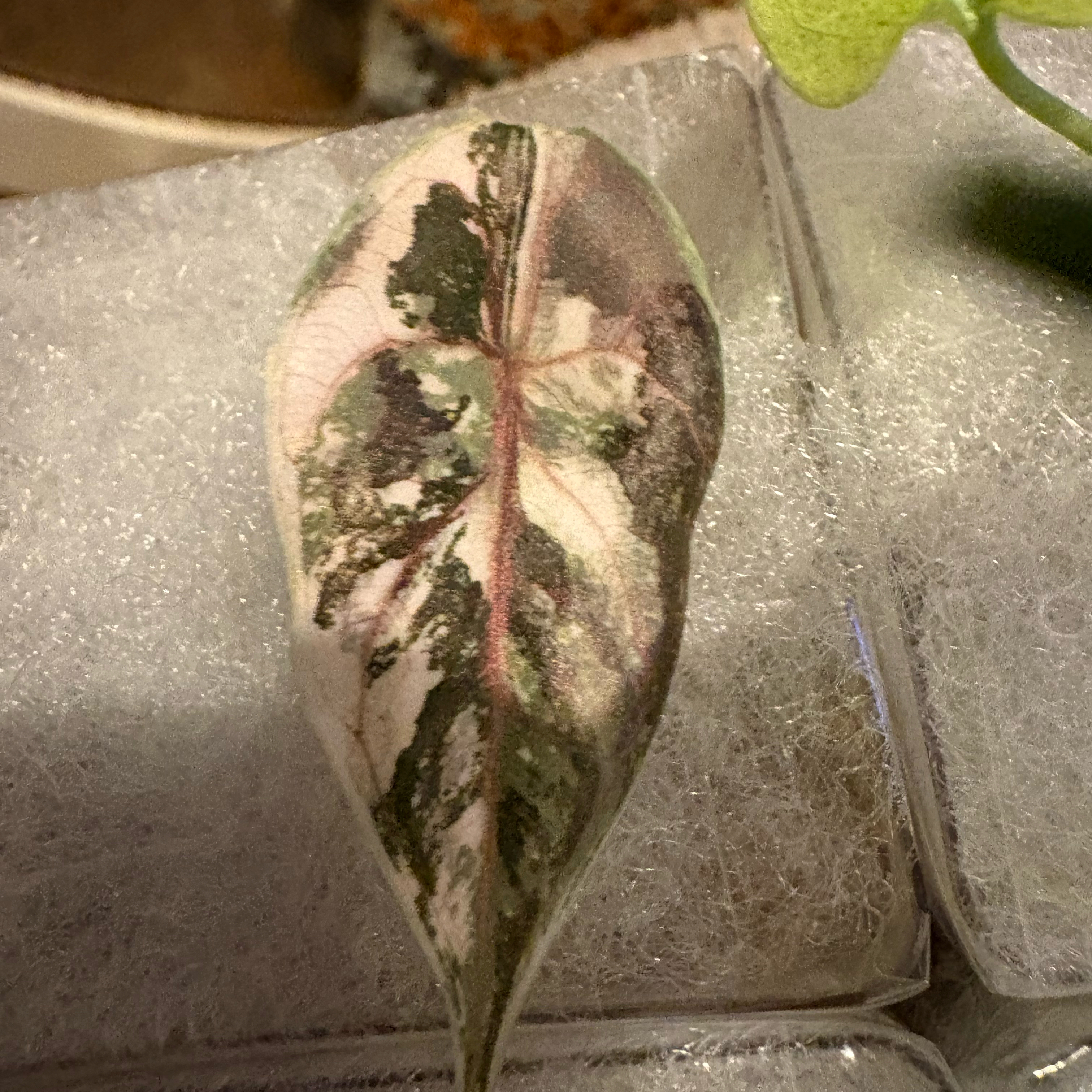 Photo of the plant species Var Red Mambo Azlanii Alocasia by @Idplantthat named Colt on Greg, the plant care app