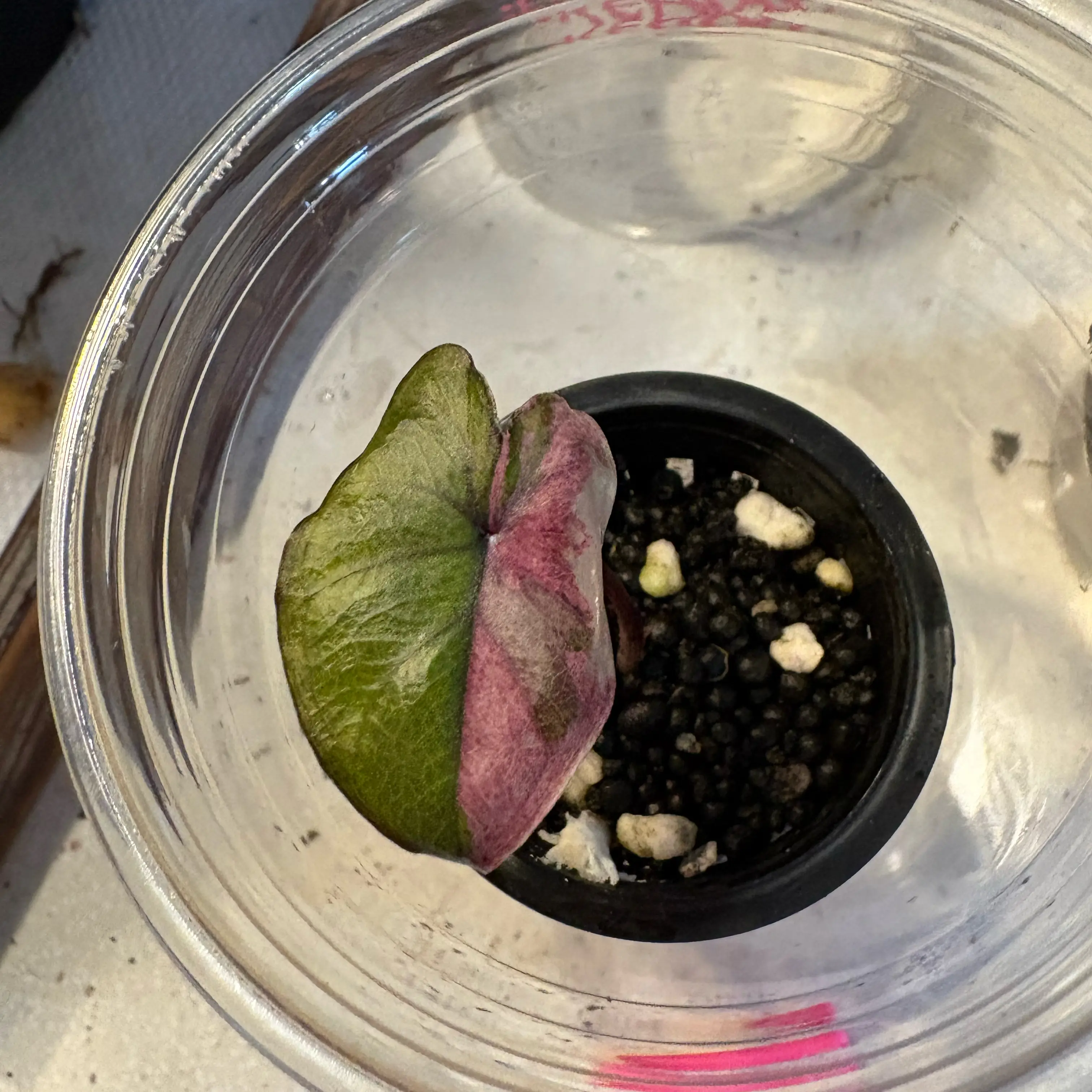 Photo of the plant species Alocasia Pink Serendipity by @Idplantthat named Bruce Lee on Greg, the plant care app