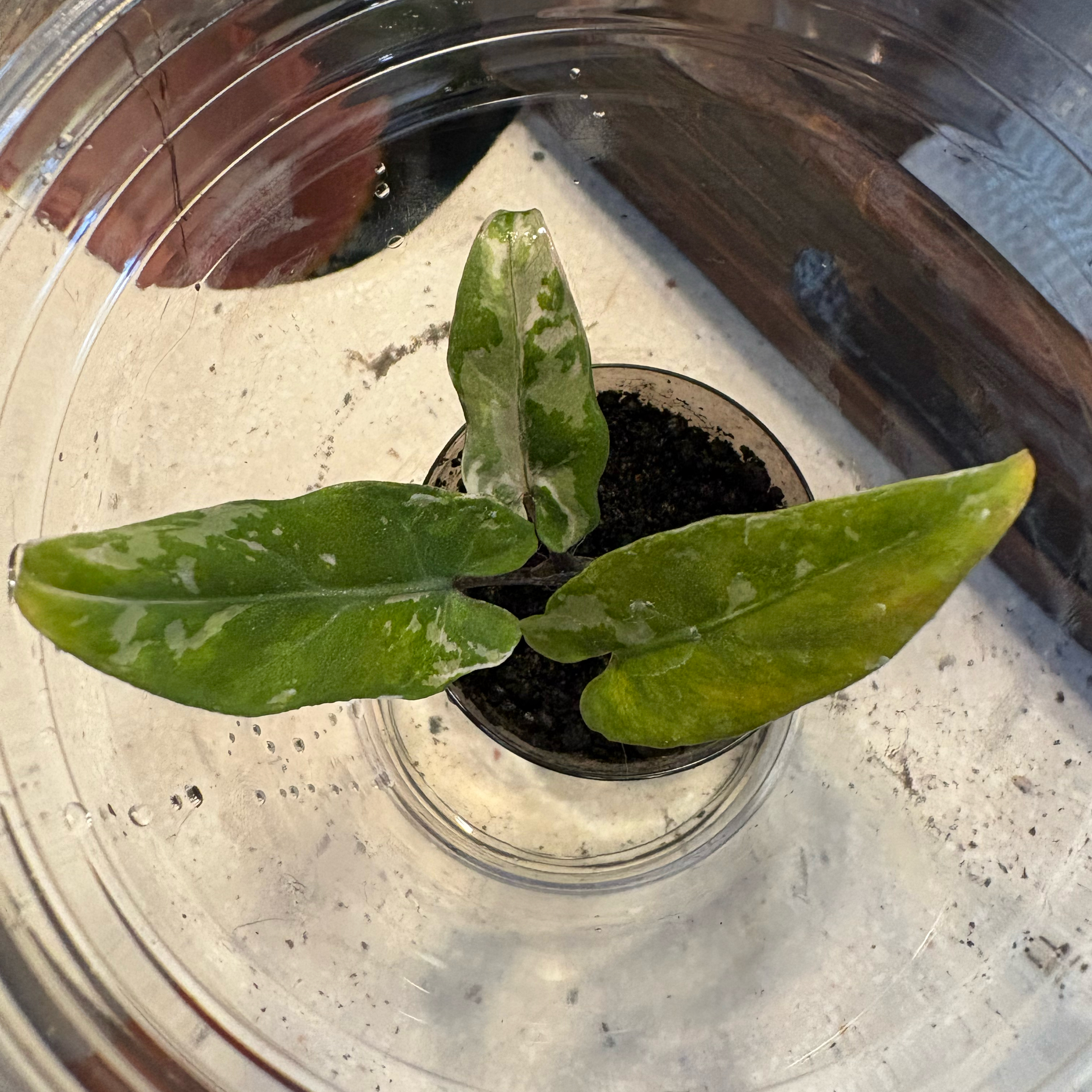 Photo of the plant species Alocasia Lauterbachiana Variegated by @Idplantthat named Leonardo on Greg, the plant care app