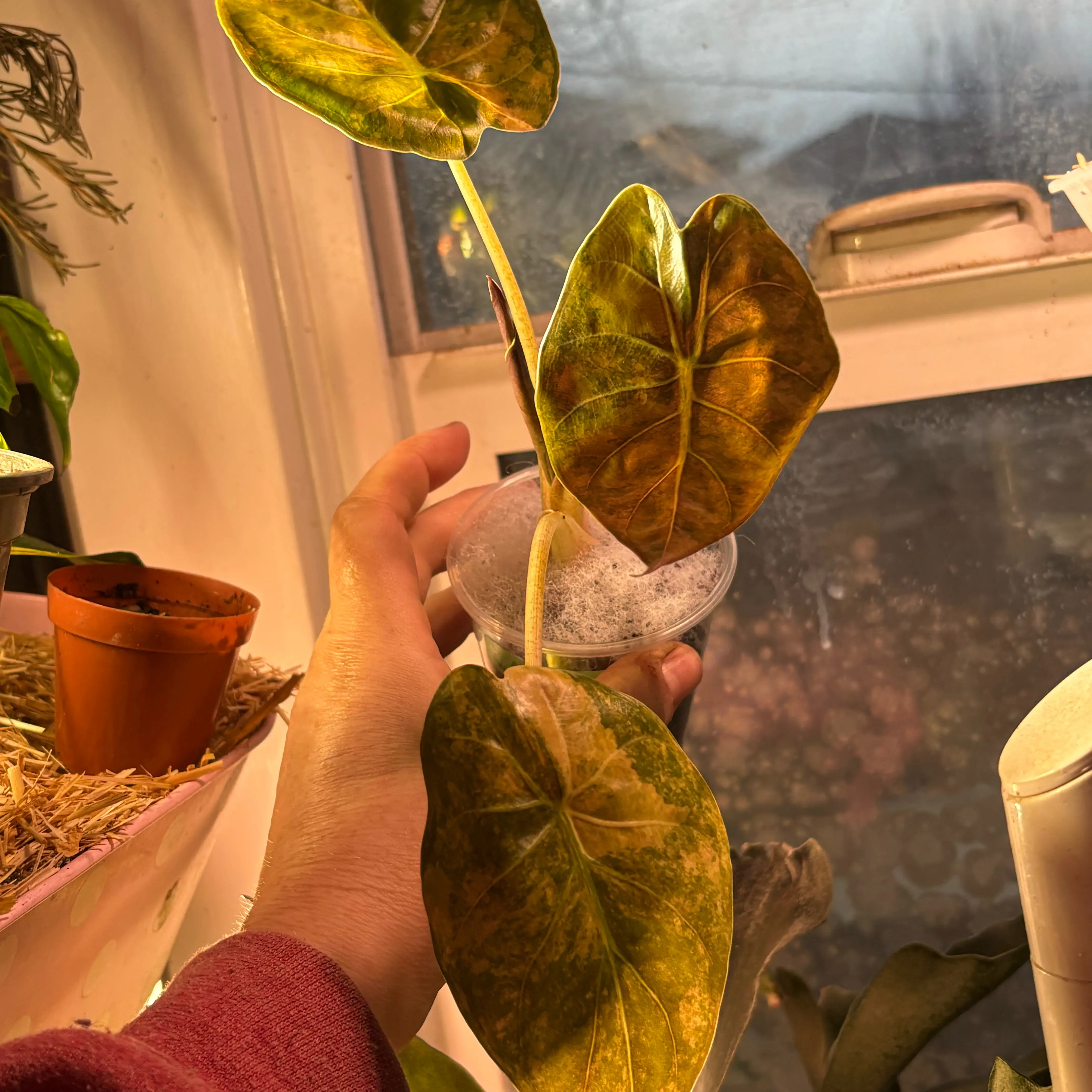 Photo of the plant species Alocasia Wentii Sunset by @Idplantthat named Pax on Greg, the plant care app