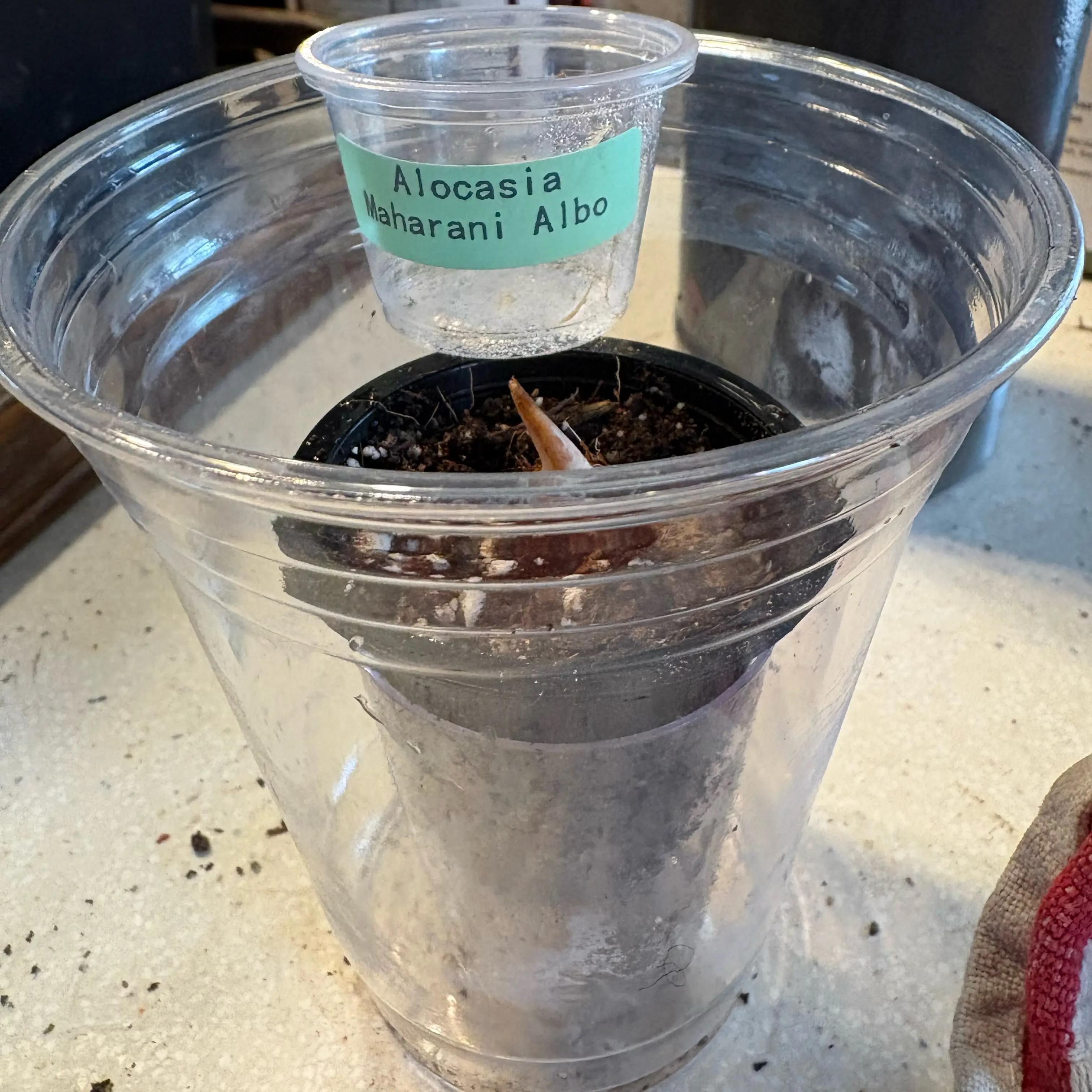 Photo of the plant species Alocasia 'Maharani' Albo by @Idplantthat named Leaf Erickson on Greg, the plant care app