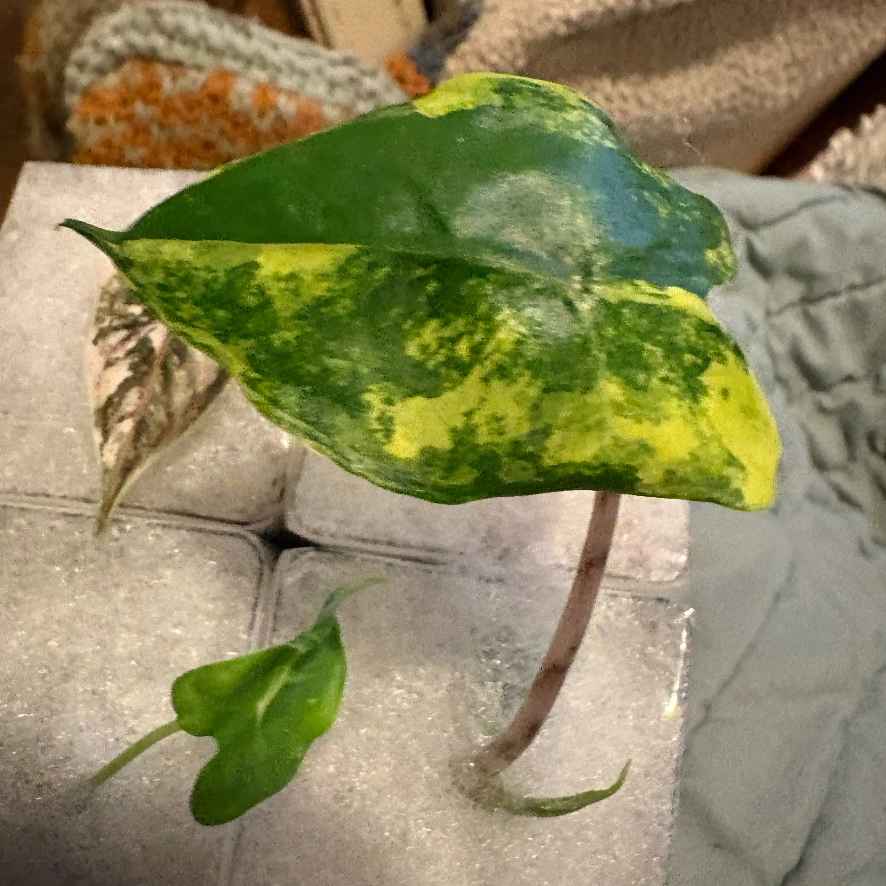 Photo of the plant species Double Zebrina Alocasia; Thomas Albo by @Idplantthat named Stella on Greg, the plant care app