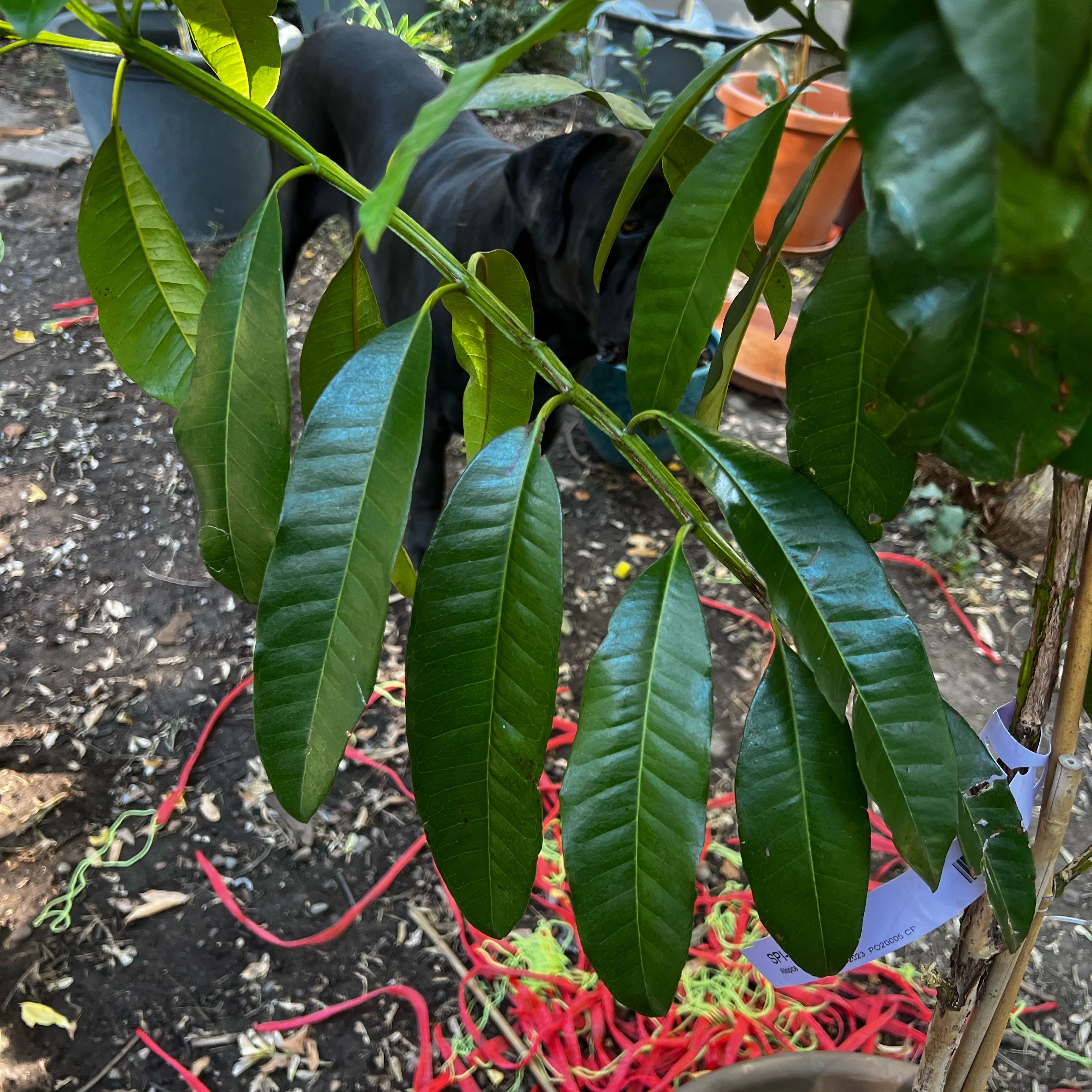 Photo of the plant species allspice by @Idplantthat named Queen on Greg, the plant care app