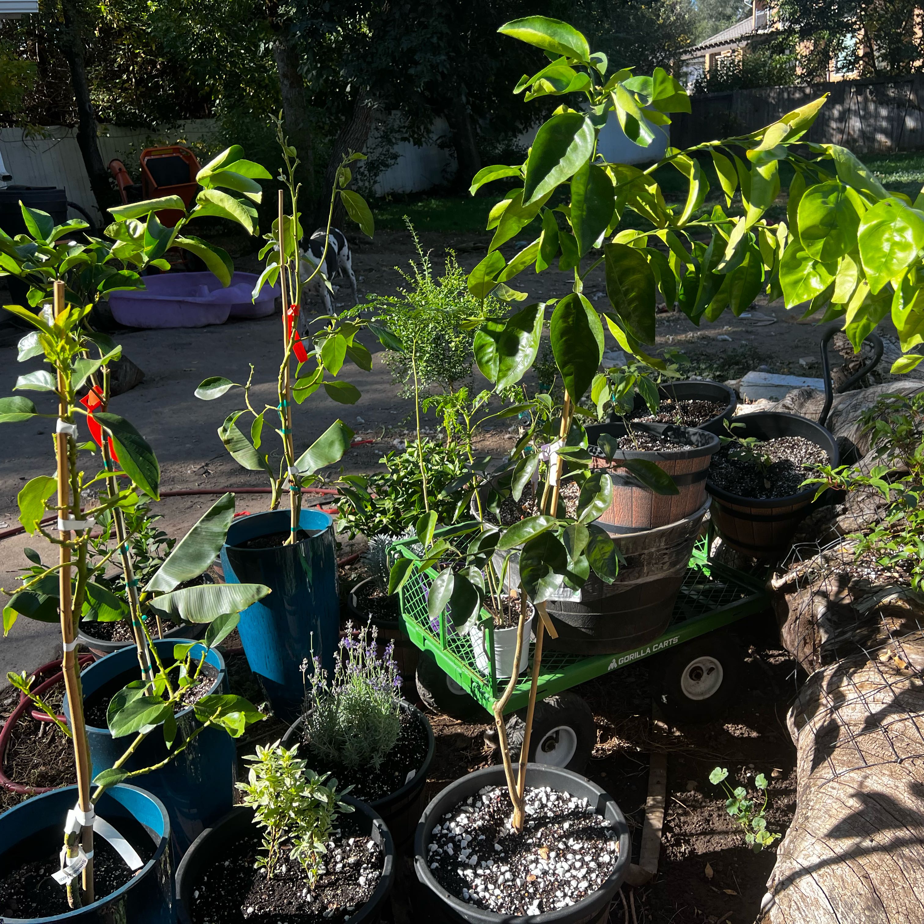 Plant care for Japanese Banana on Greg, the plant care app