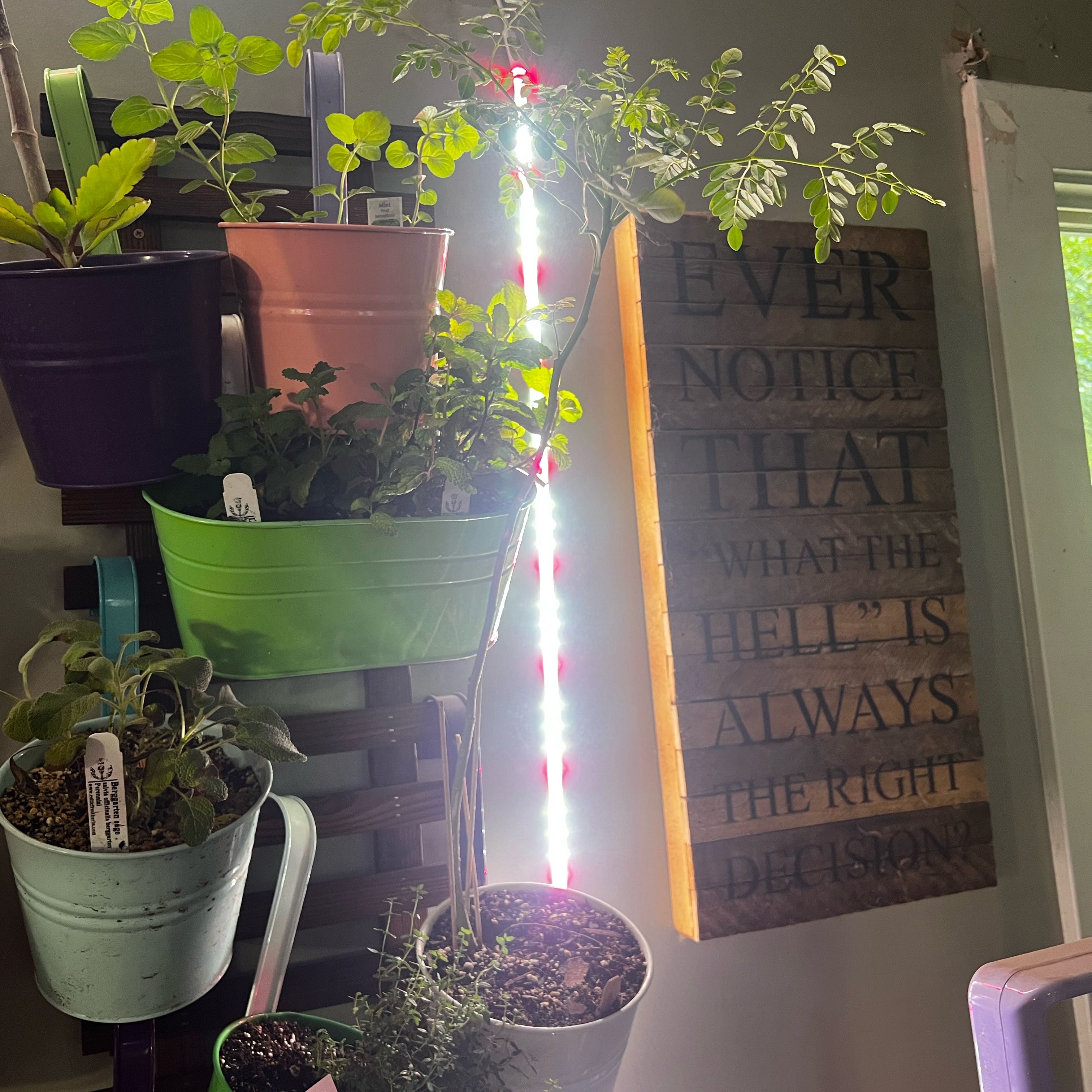 Photo of the plant species Tree Of Life by @Idplantthat named Athena on Greg, the plant care app