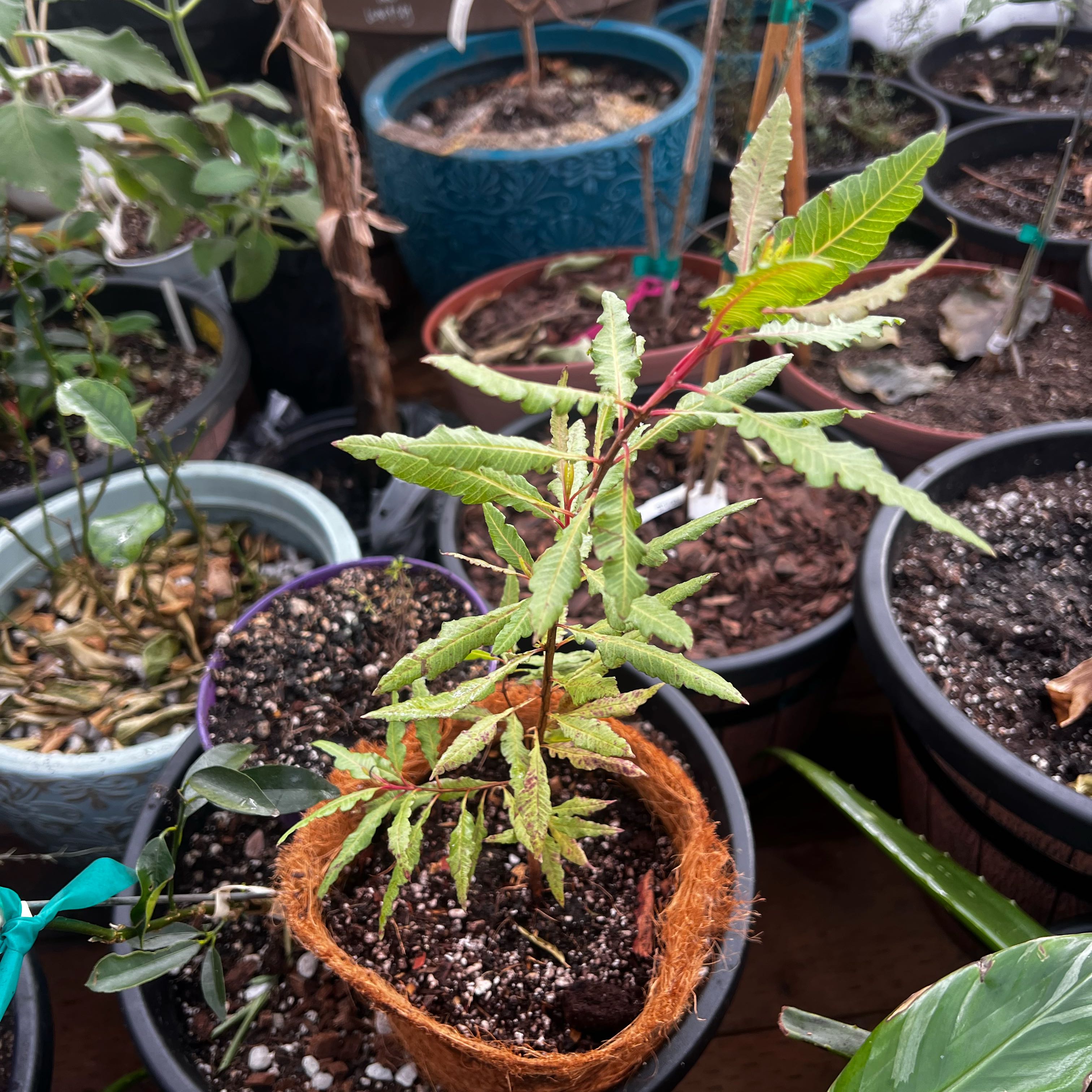 Photo of the plant species Small-Leaf Guava by @Idplantthat named Flamingo 🦩 dancer on Greg, the plant care app