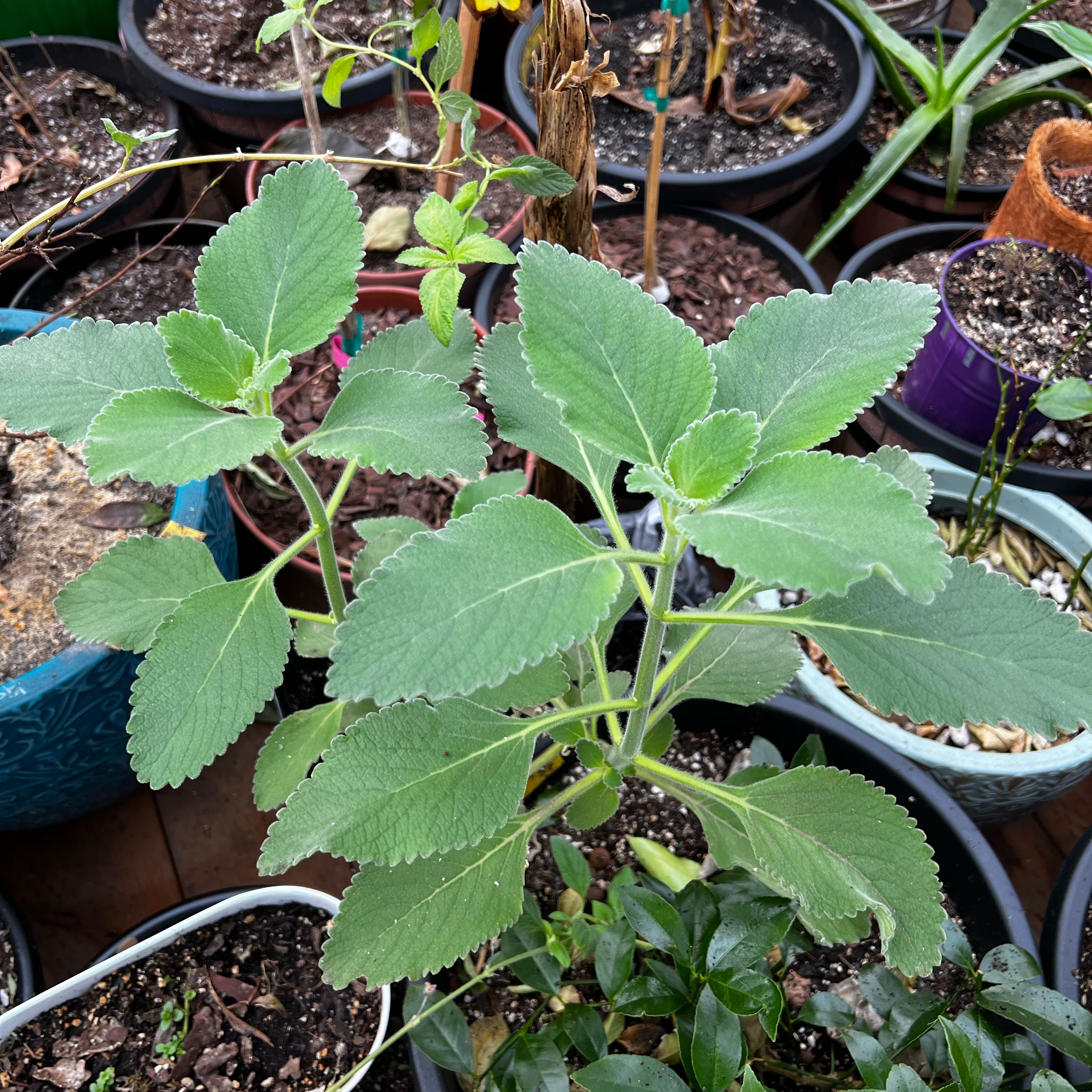 Photo of the plant species Blue Spur Or Toilet Paper Plant by @Idplantthat named Niles on Greg, the plant care app