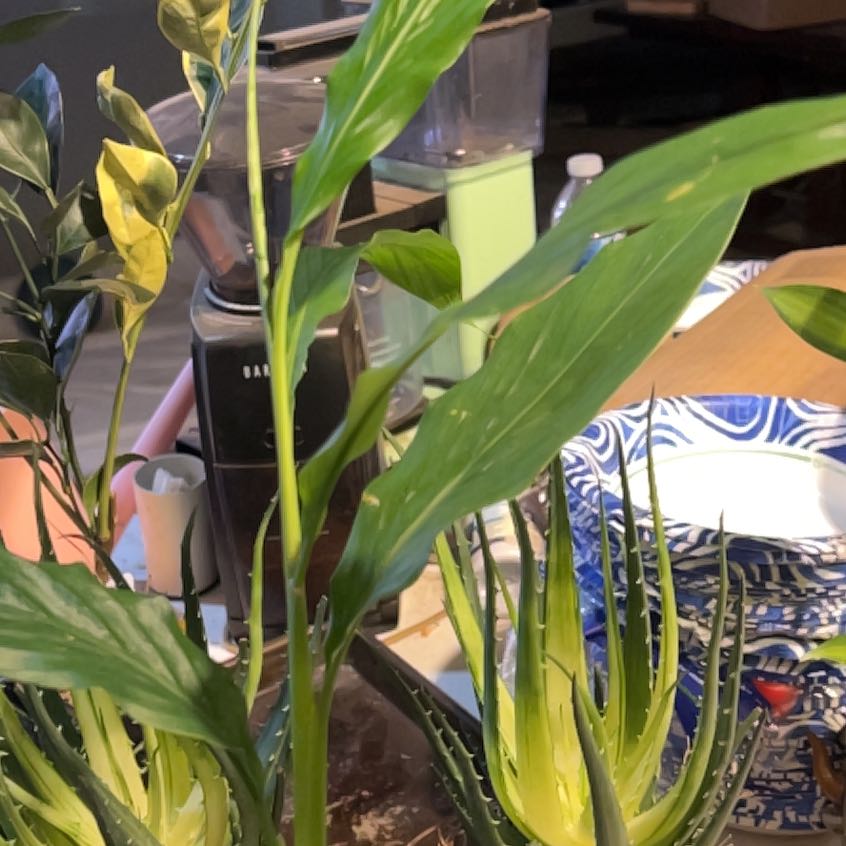 Photo of the plant species Elettaria Cardamomum by @Idplantthat named Squeaker on Greg, the plant care app