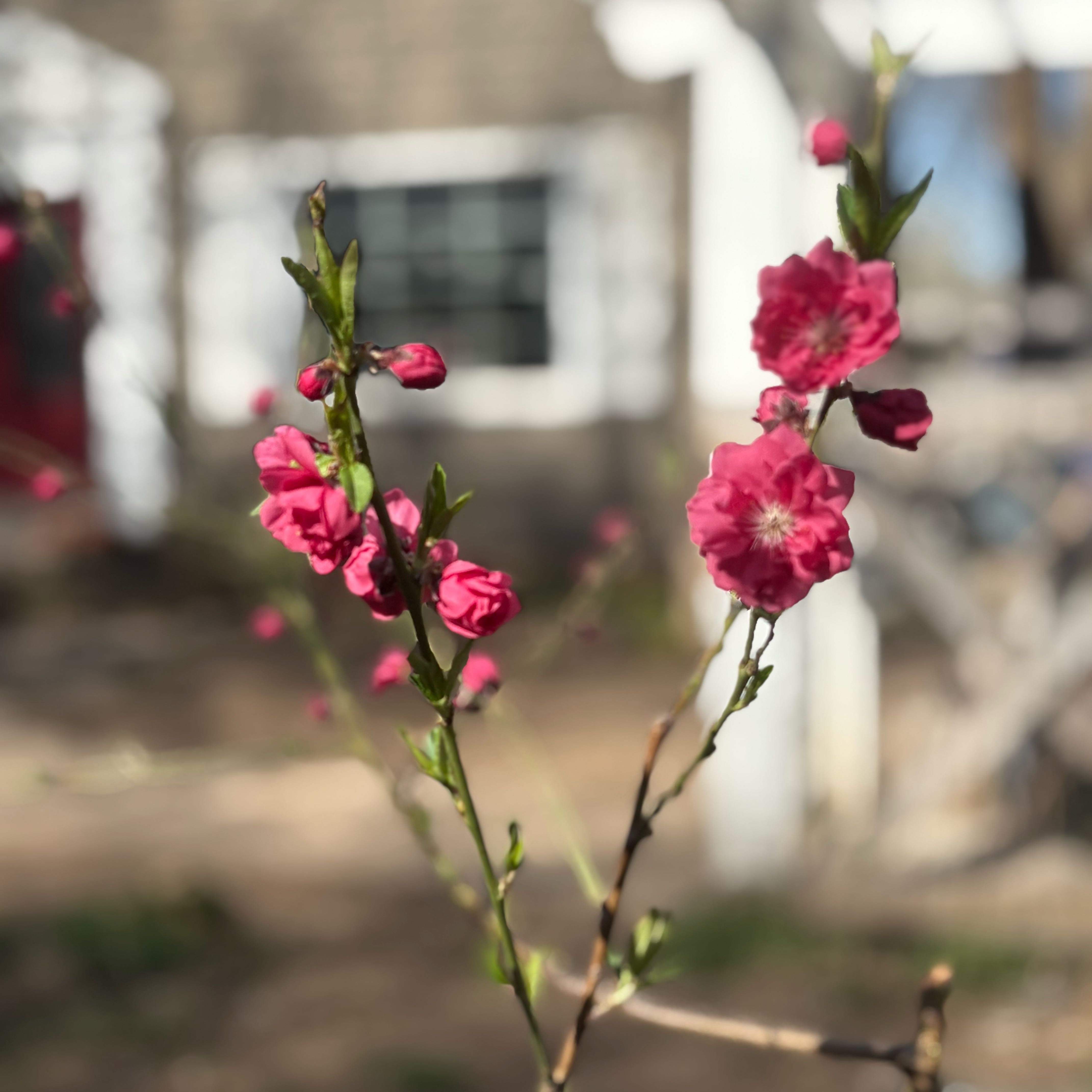 Photo of the plant species Ornamental Flowering Peach Tree by @Idplantthat named Sir peaches on Greg, the plant care app