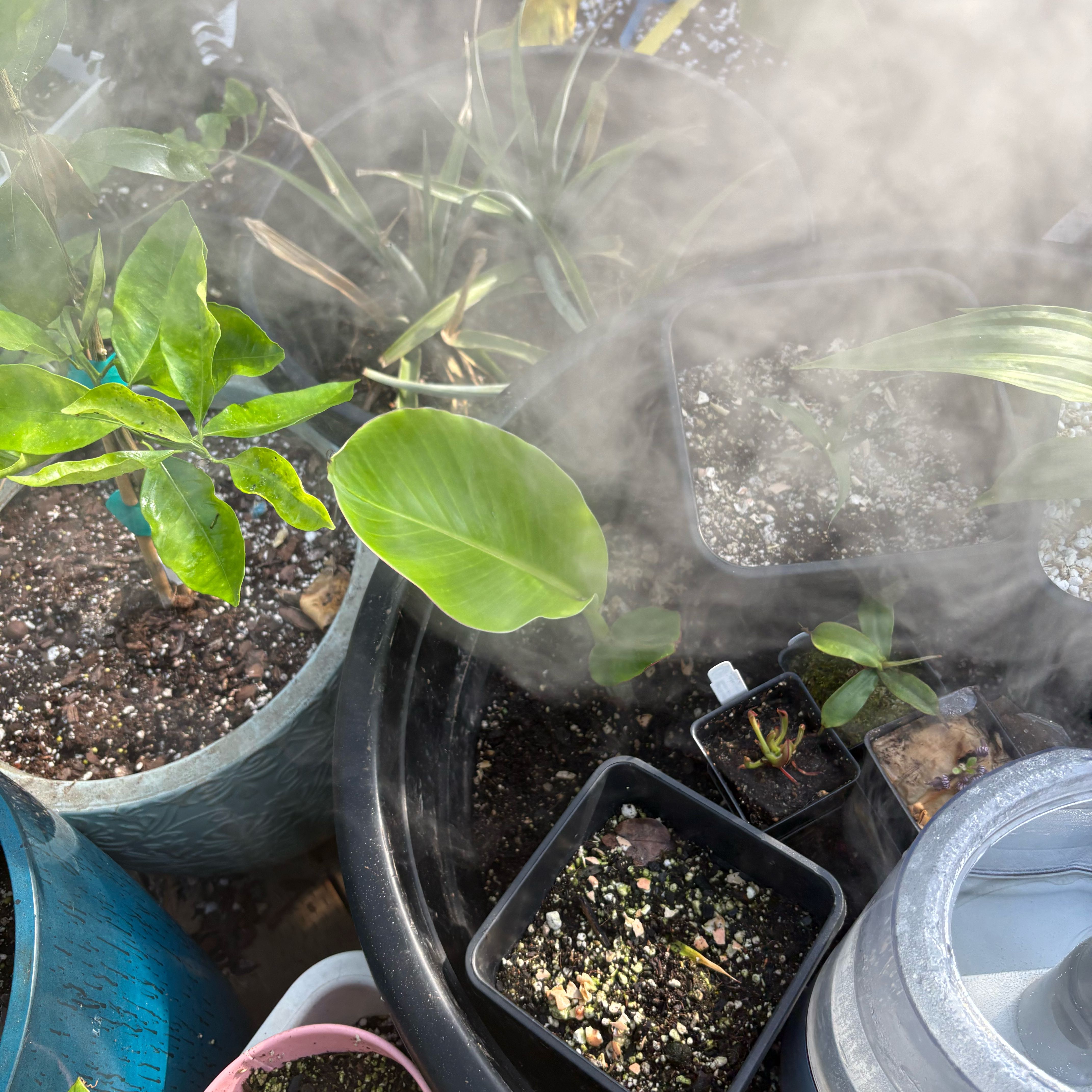 Photo of the plant species NAMWA DWARF BANANA TREE by @Idplantthat named Anne on Greg, the plant care app