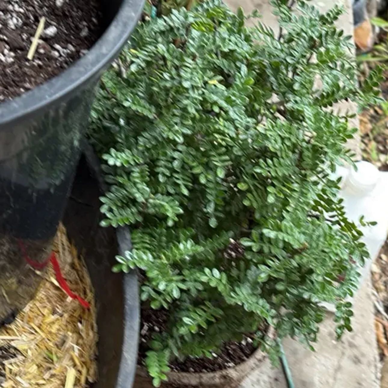 Photo of the plant species Chinese Pepper by @Idplantthat named Orange Saffron on Greg, the plant care app